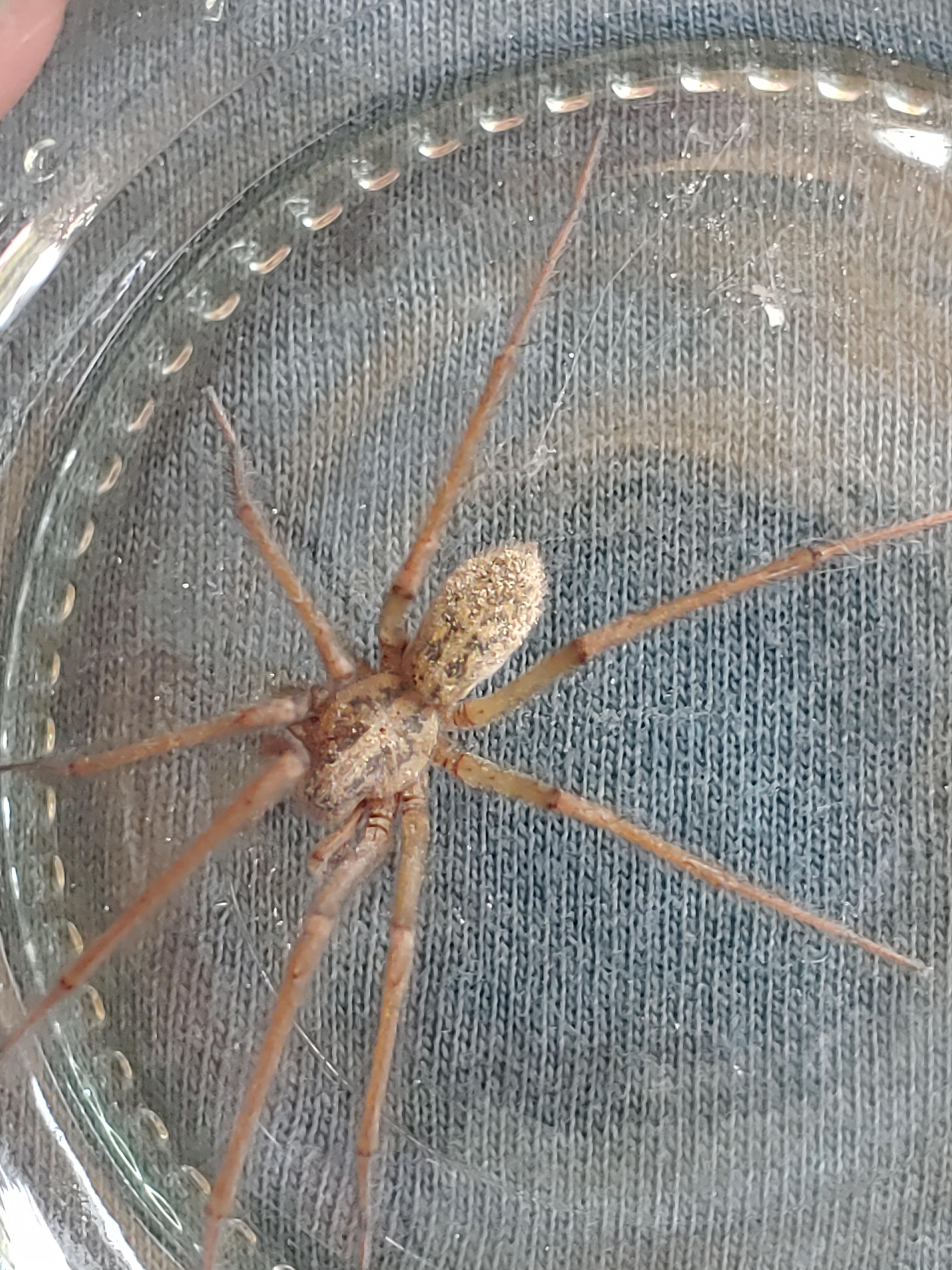 Giant House Spider Vs Hobo