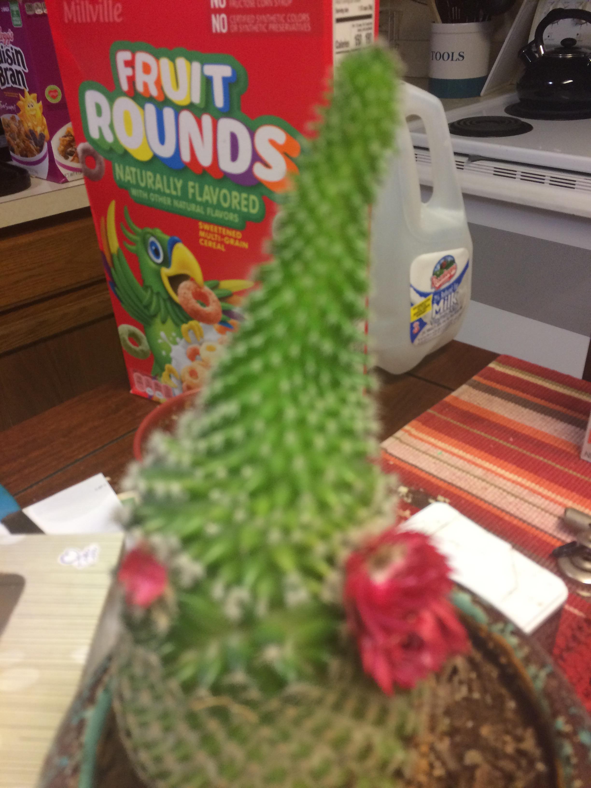 Home Depot decided to GLUE the flowers on the cactus, now it looks like