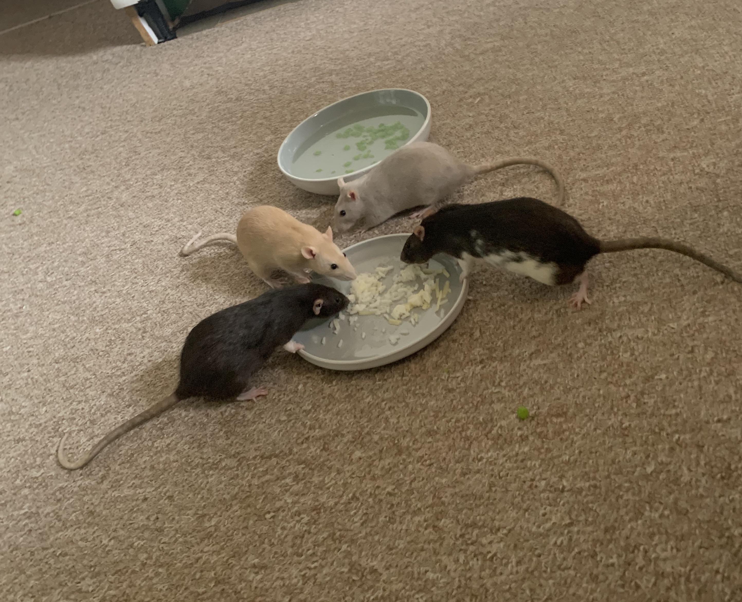 Feeding time at the zoo! We mixed up there dinner tonight with rice and peas in water which they