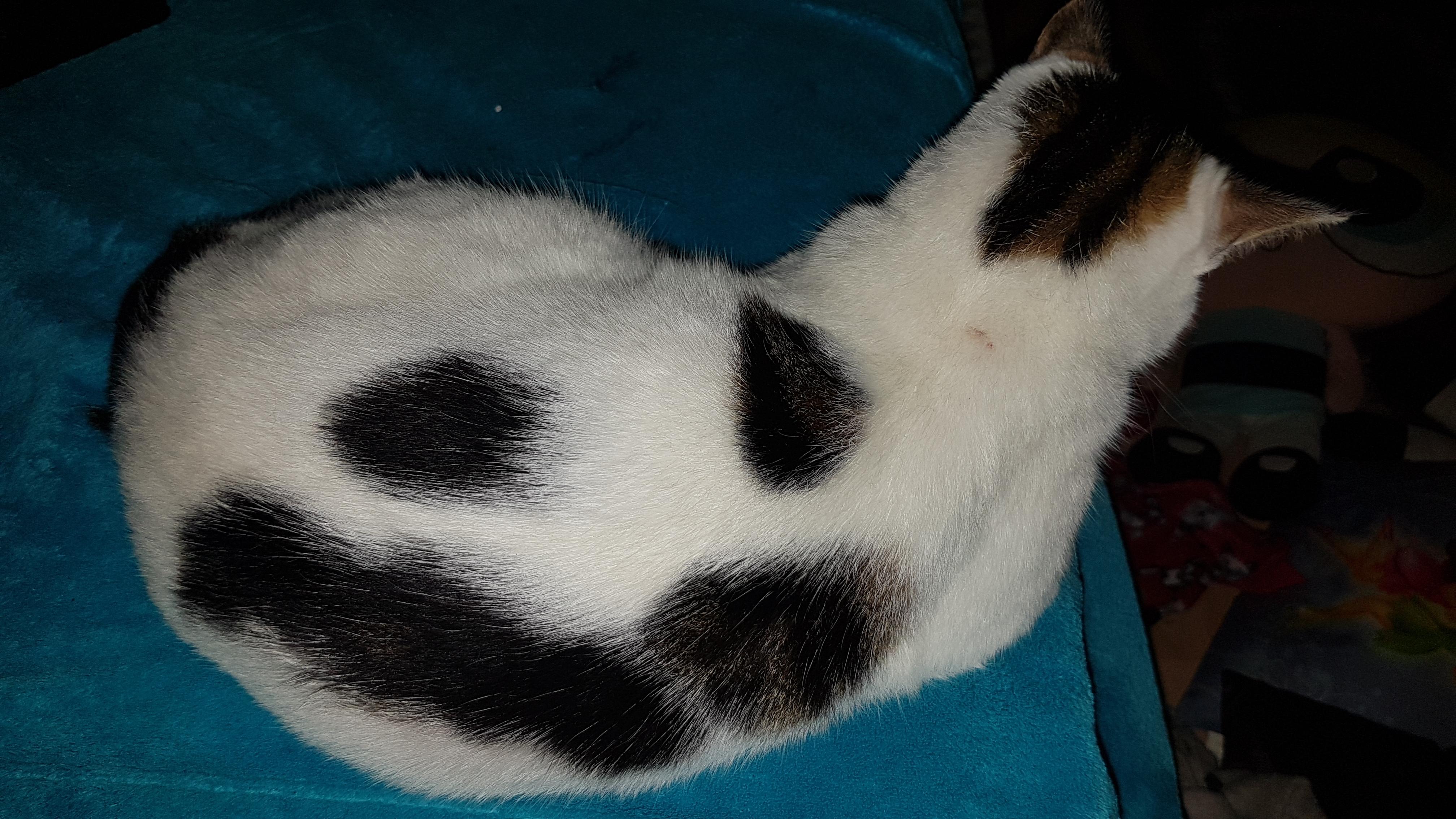 I see all your food cats and raise you emoji cat r/aww