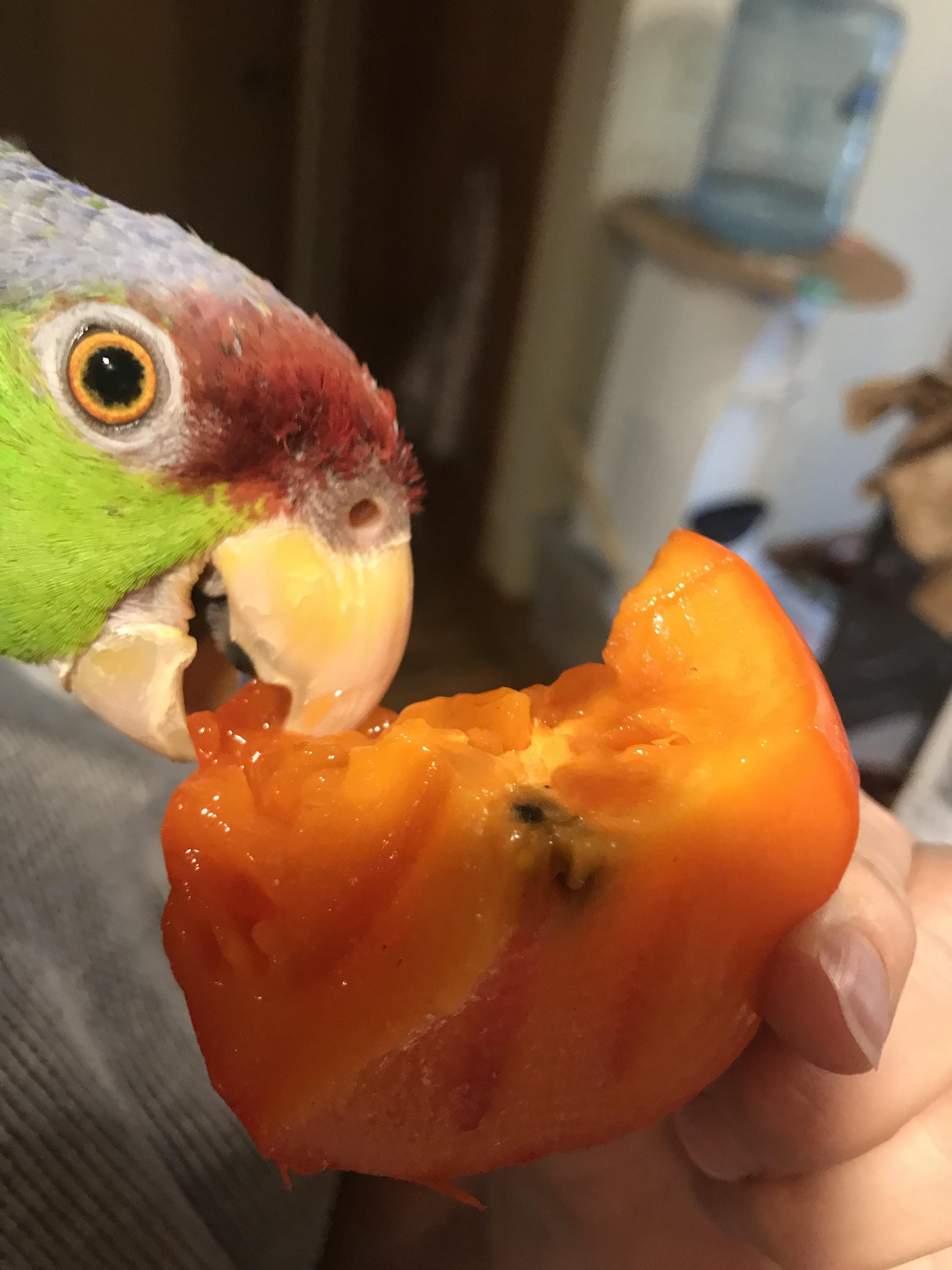 Persimmon, a new favorite! r/parrots