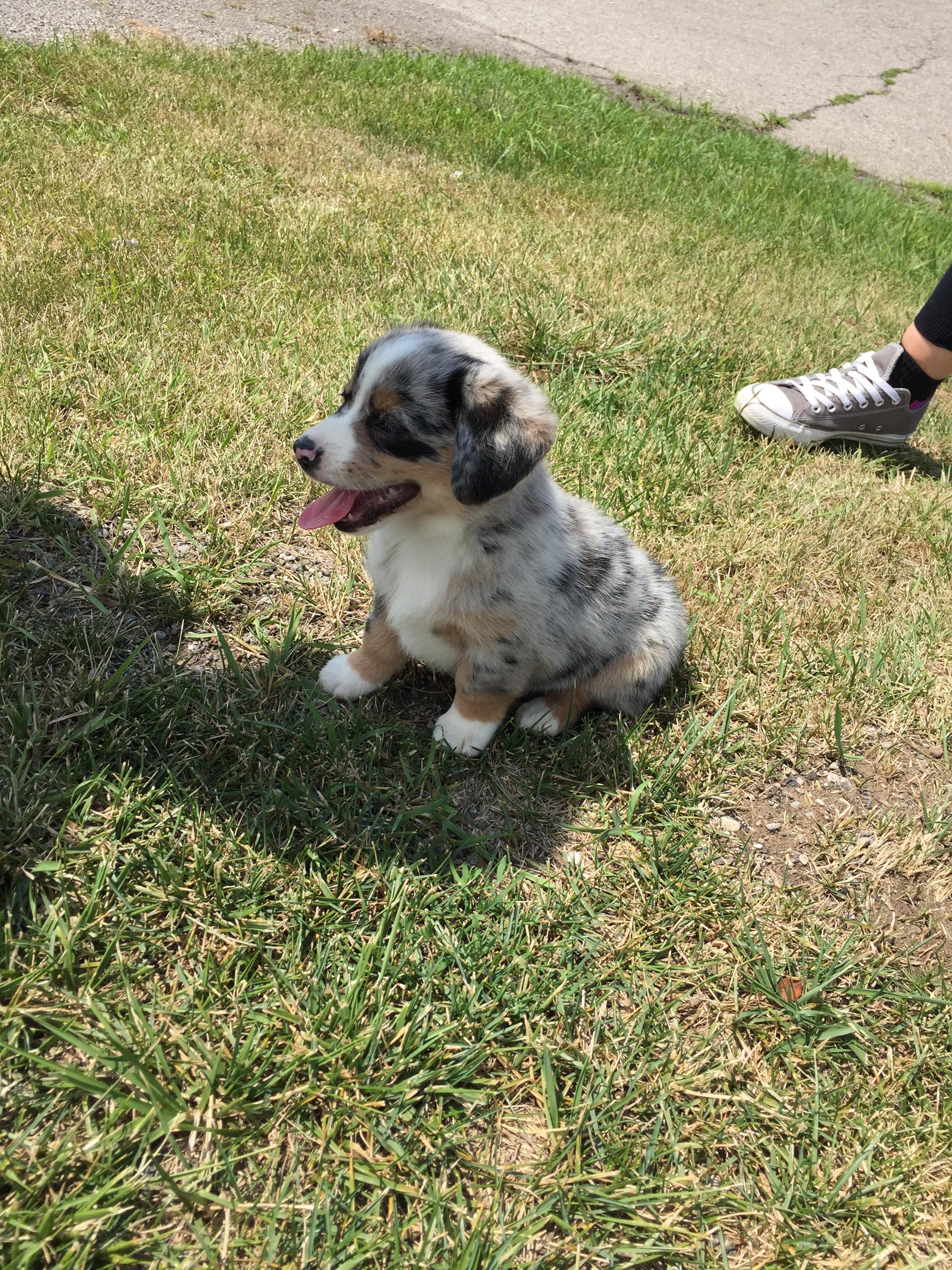 First post on everybody, say hi to Nova! Just