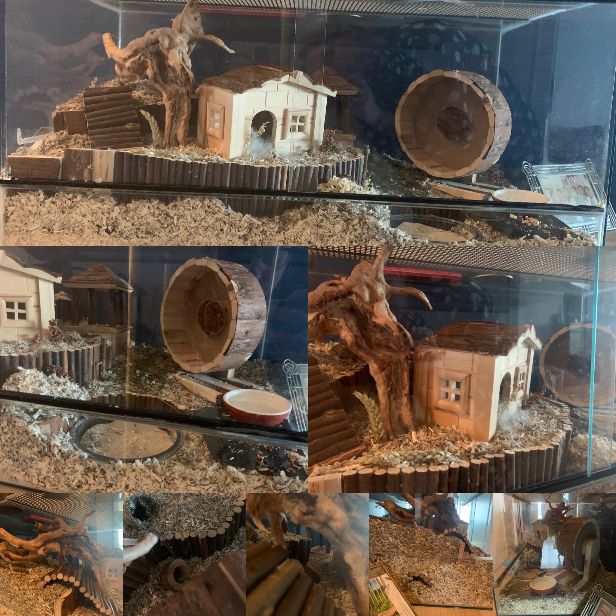 Naturalistic hamster setup in a terrarium (80*40*40 cm) for a single