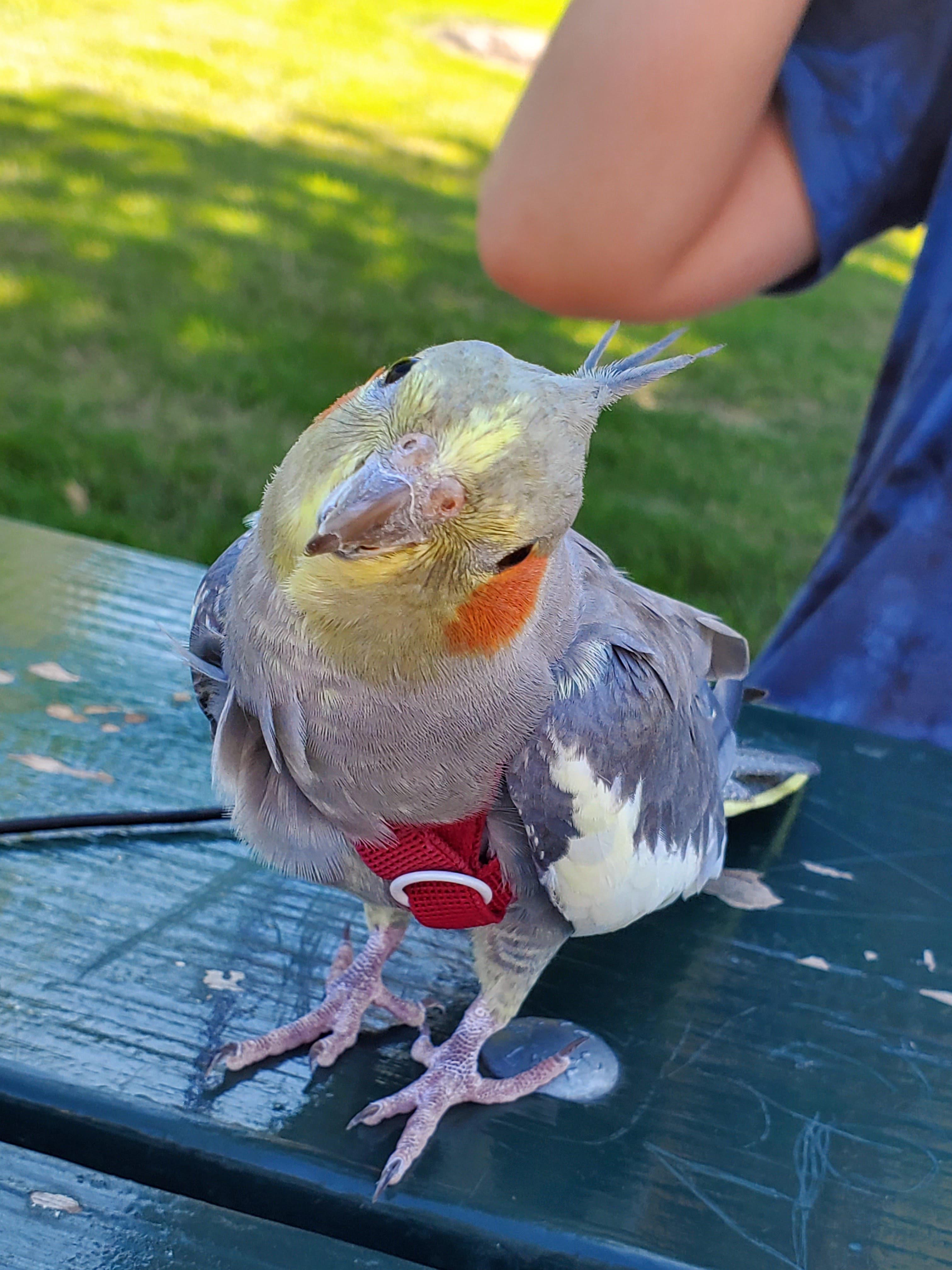 Is my cockatiel a Female? I was told the he was a Male by the pet store