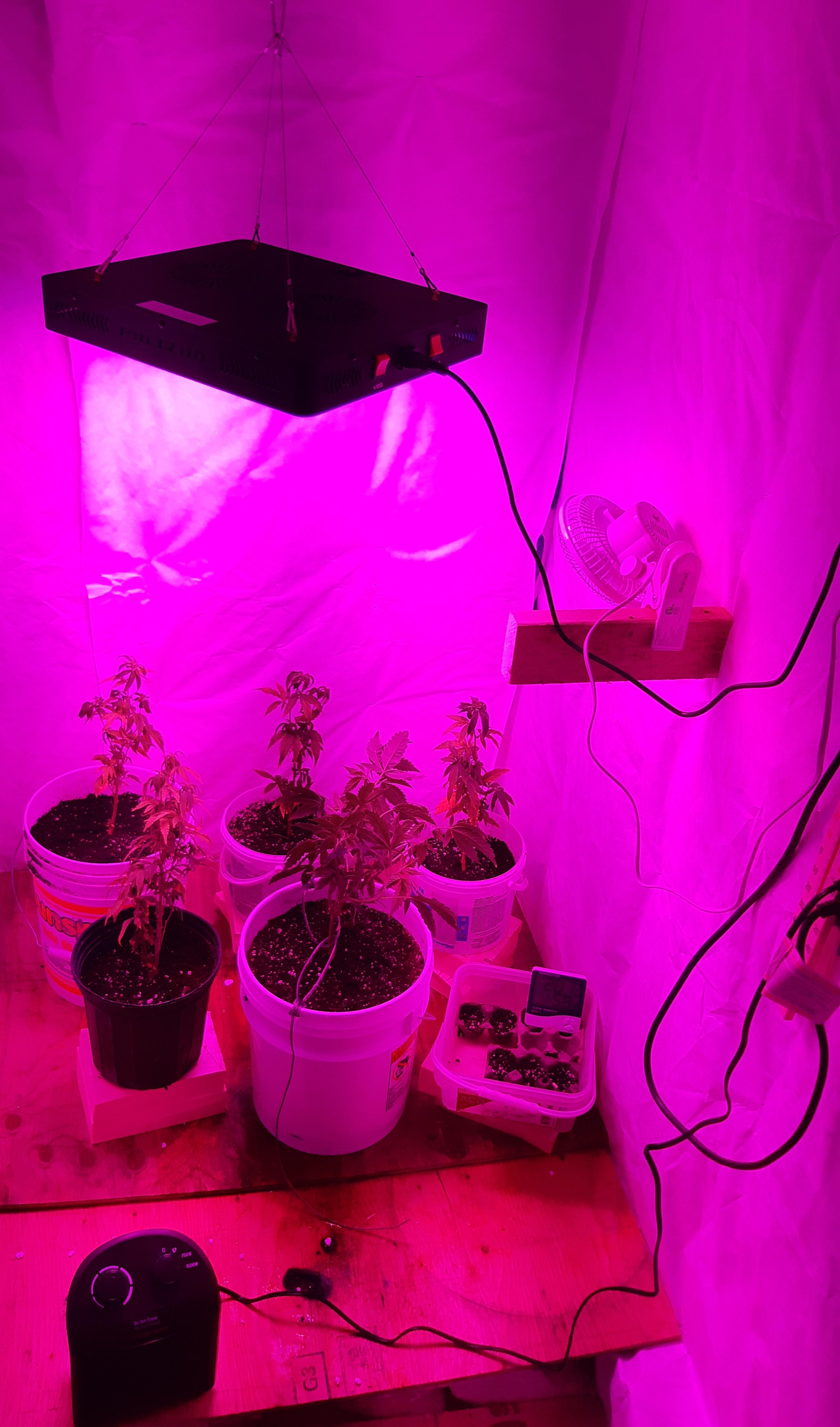 Just built a grow room in my garage. First grow here we go. r/microgrowery