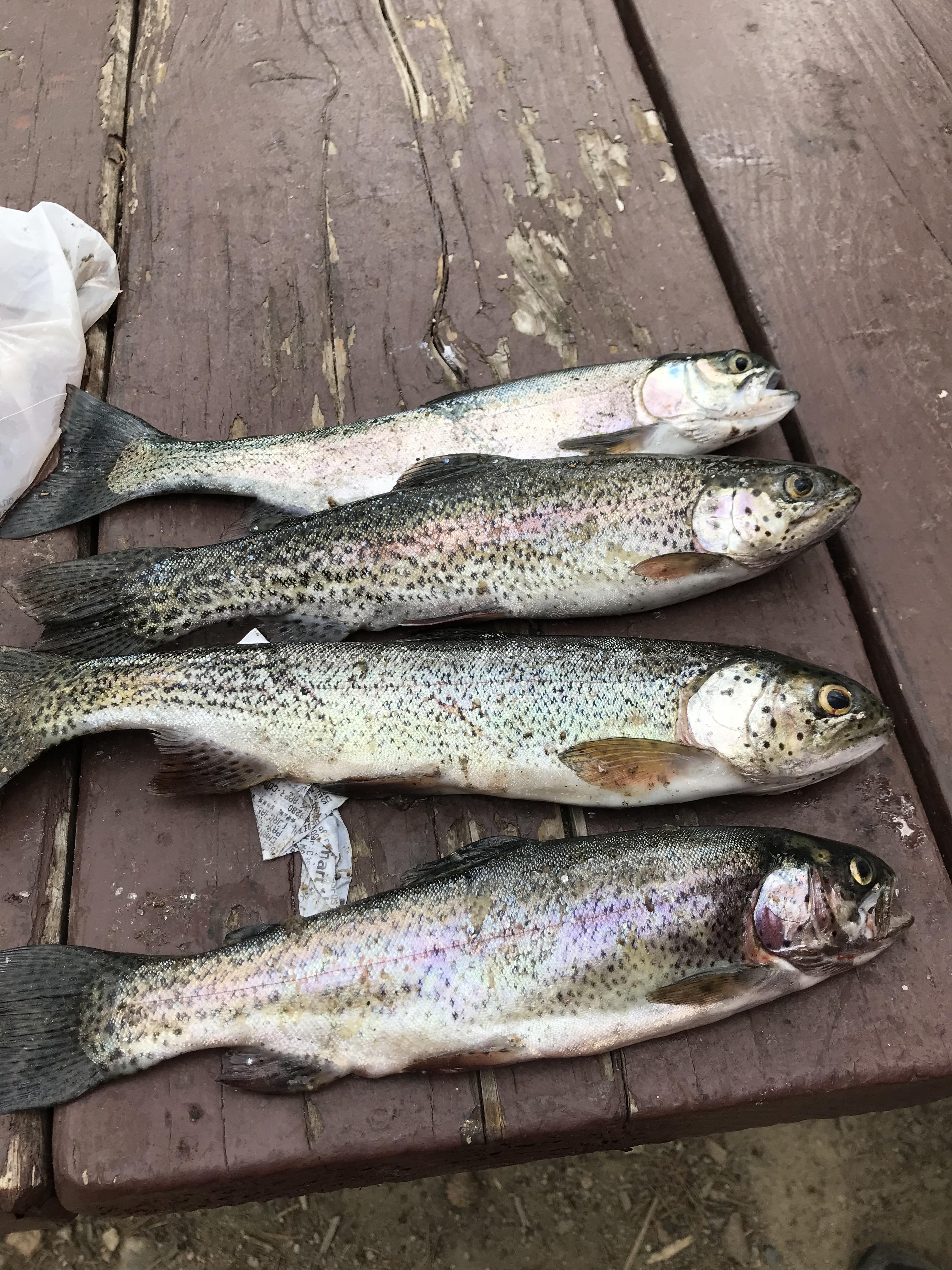 Rainbows r/Fishing