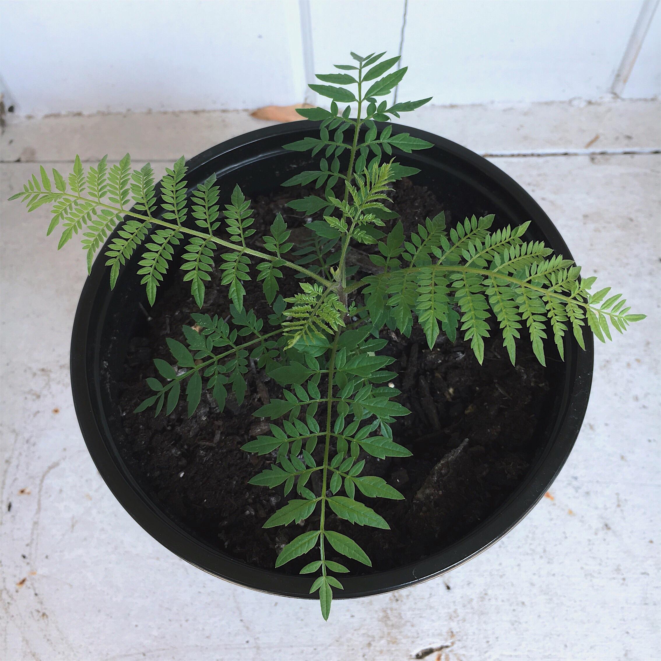 New seedling Jacaranda! Giddy to see it grow into a beautiful bonsai