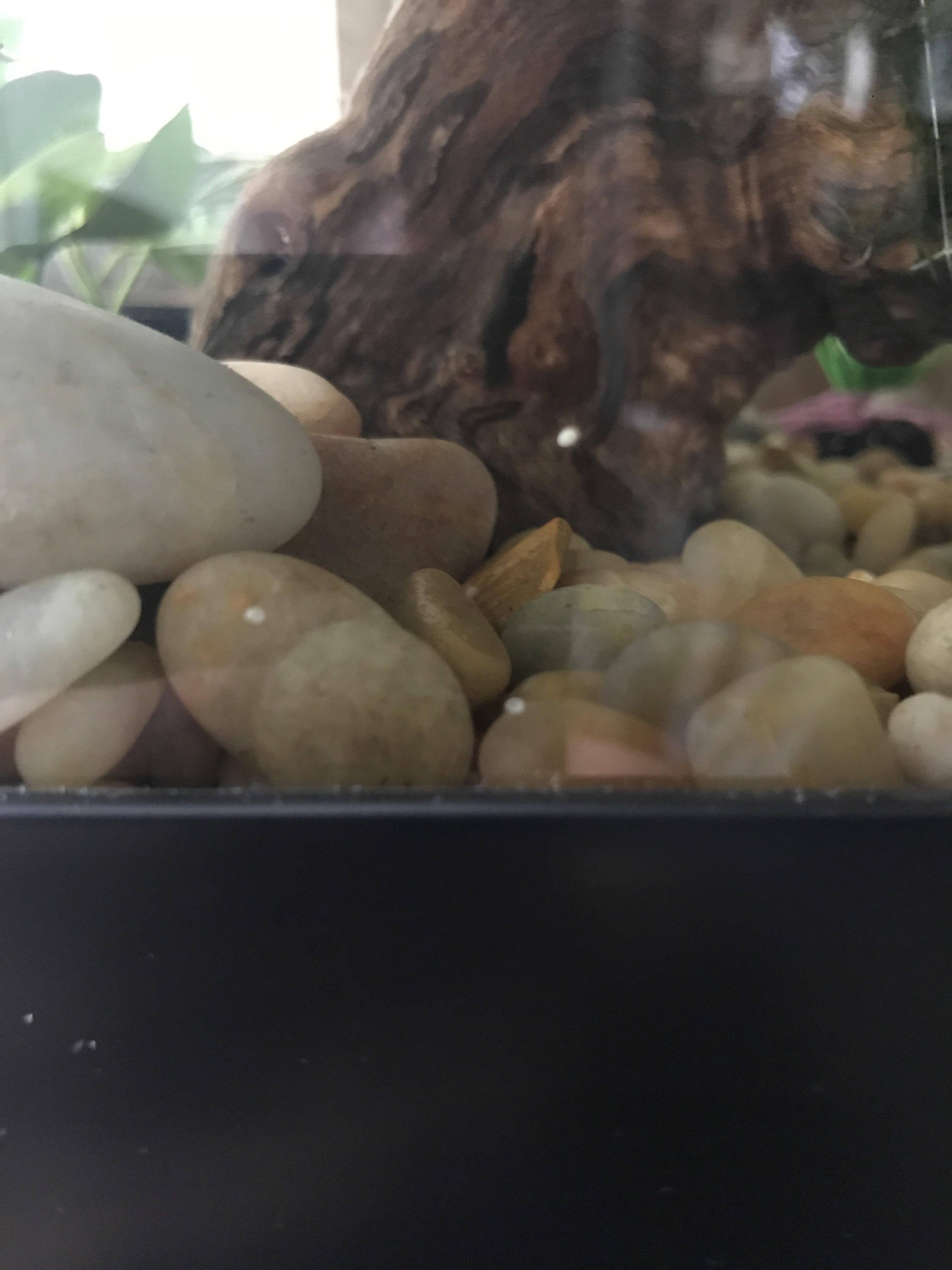 What are these strange little dots all over my aquarium? I noticed them