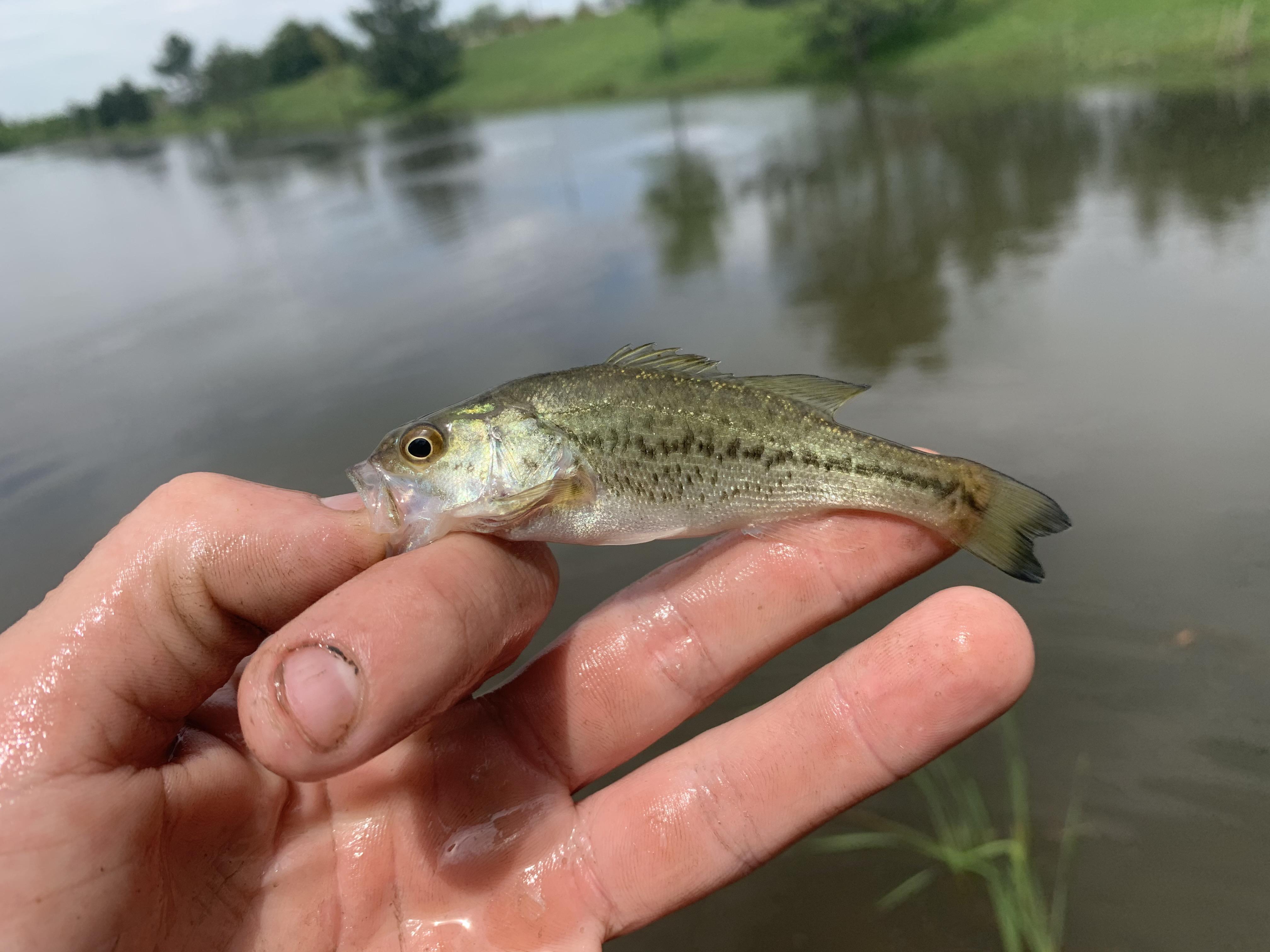 Smallest bass I ever caught r/MicroFishing