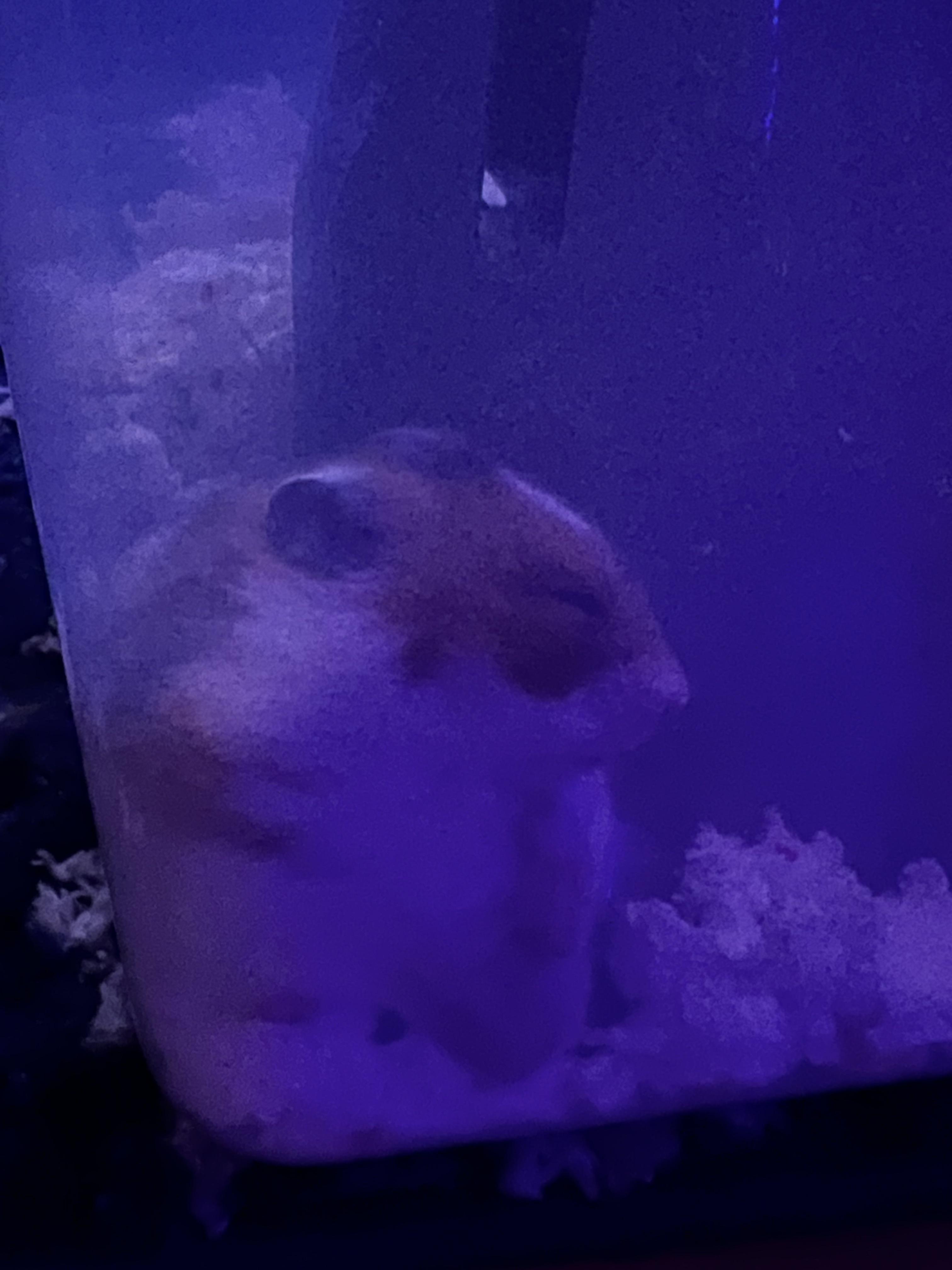 Bedding? Hides? A hamster craves not these things.. r/hamsters