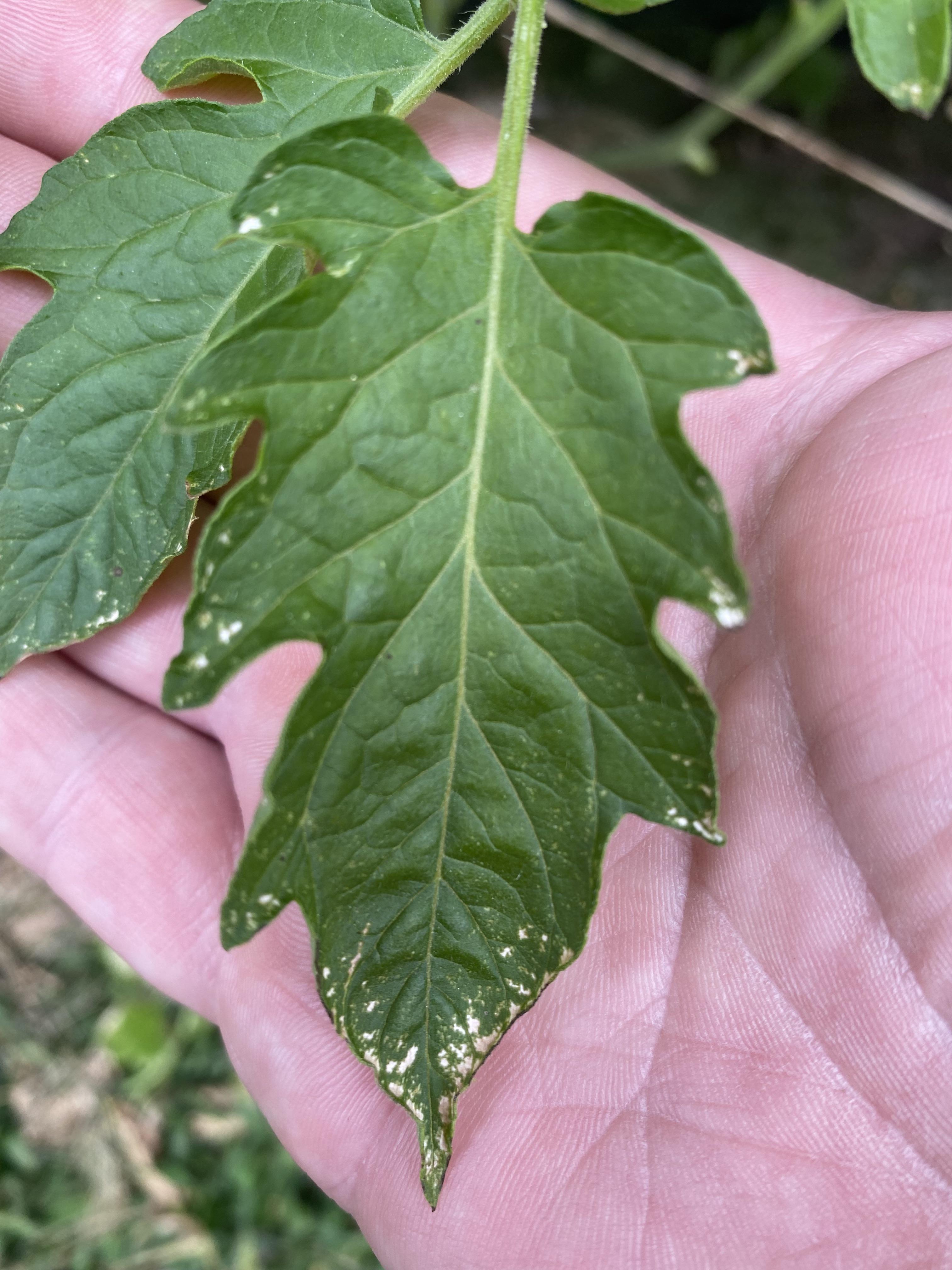 What are these white spots on the edges of my tomato leaves? r/gardening