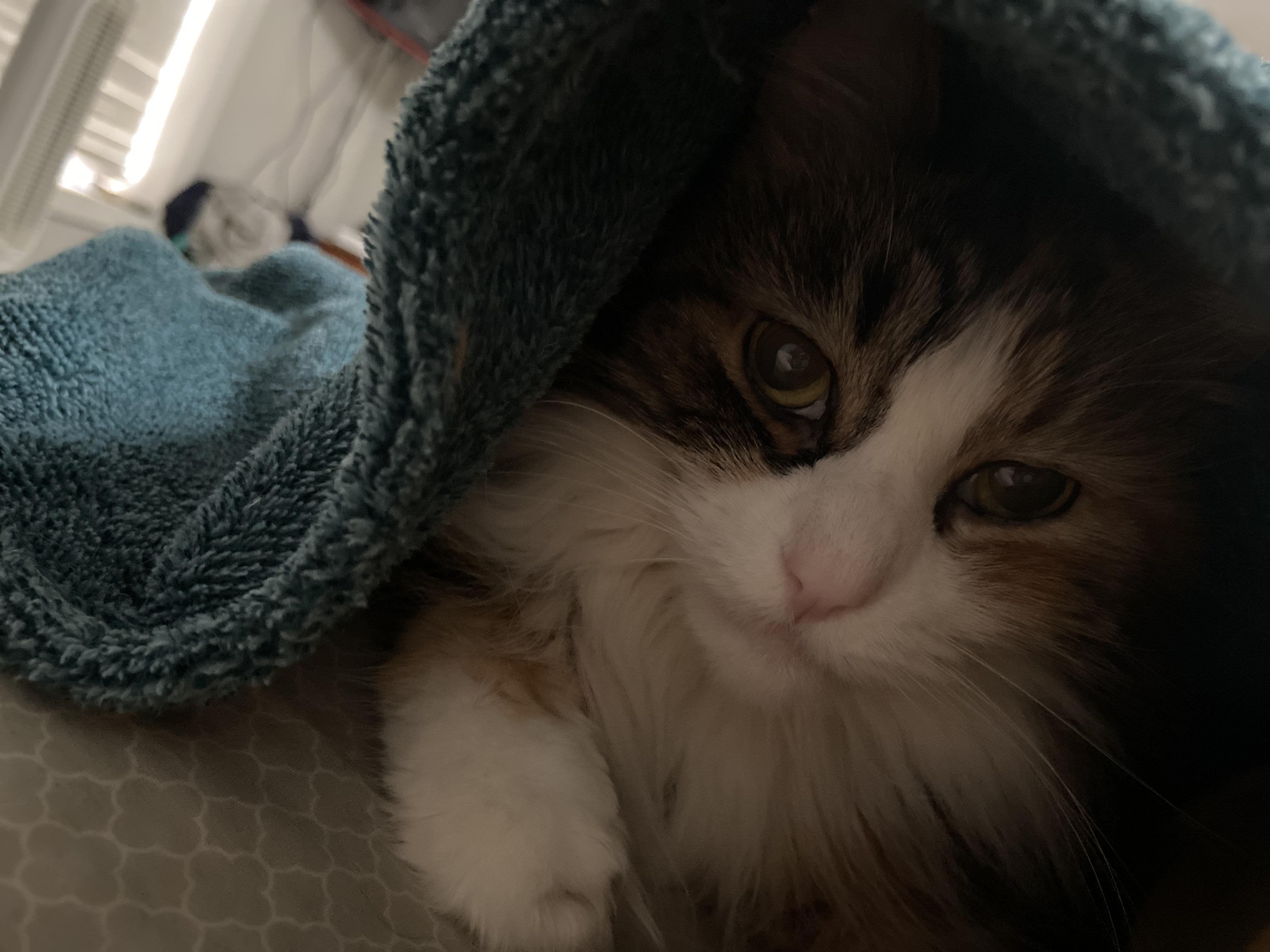 This is Margaret. She'll be 15 this August. Every morning she paws me