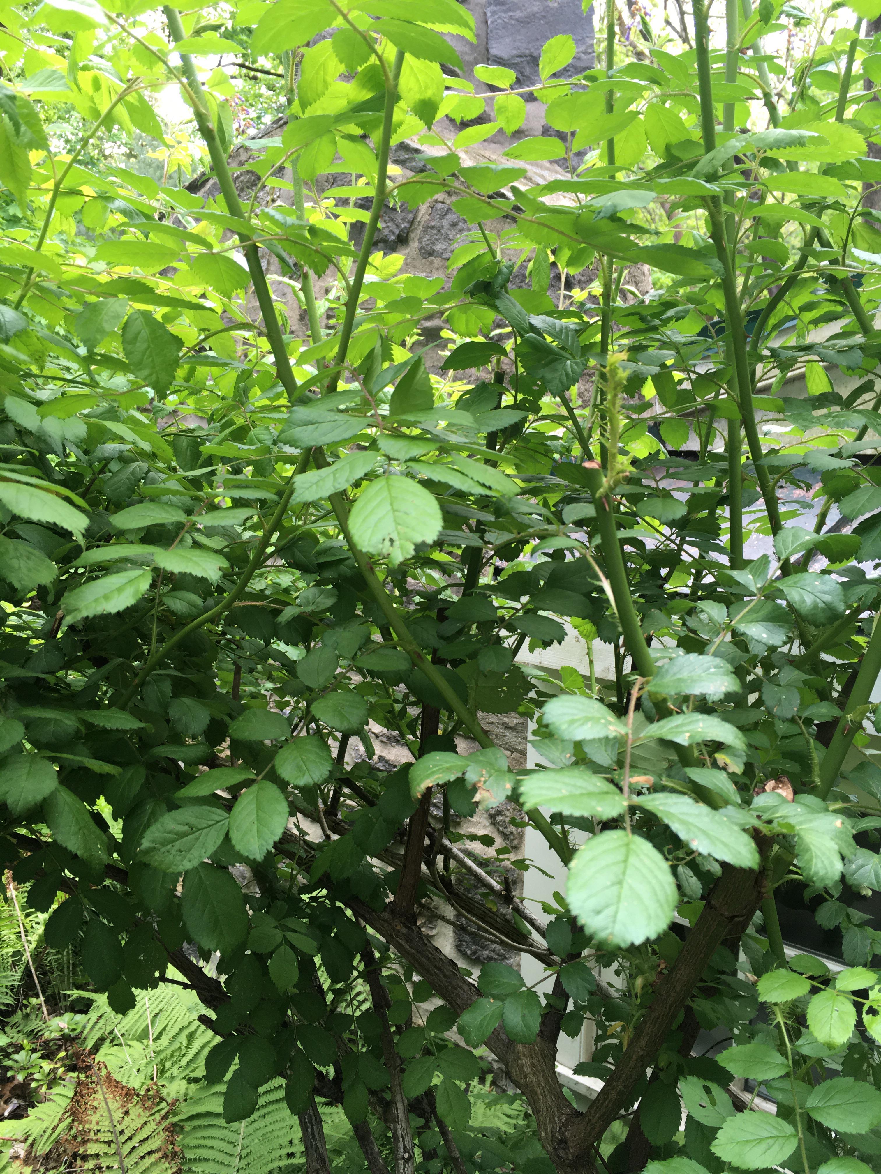 How do I get my rose bush to produce roses? r/gardening