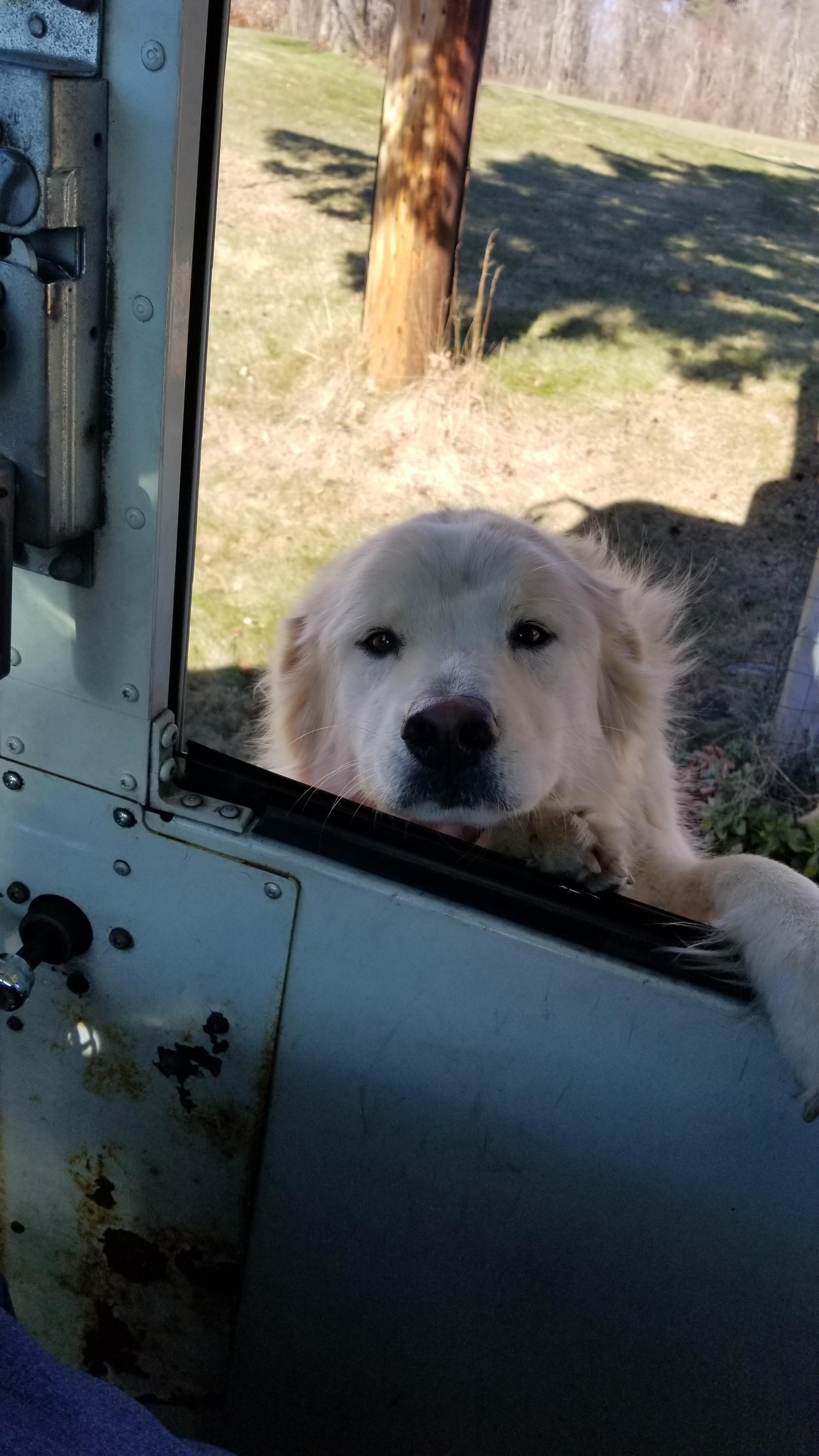 Hey, Mailman! Where's my Milk Bone? r/USPS