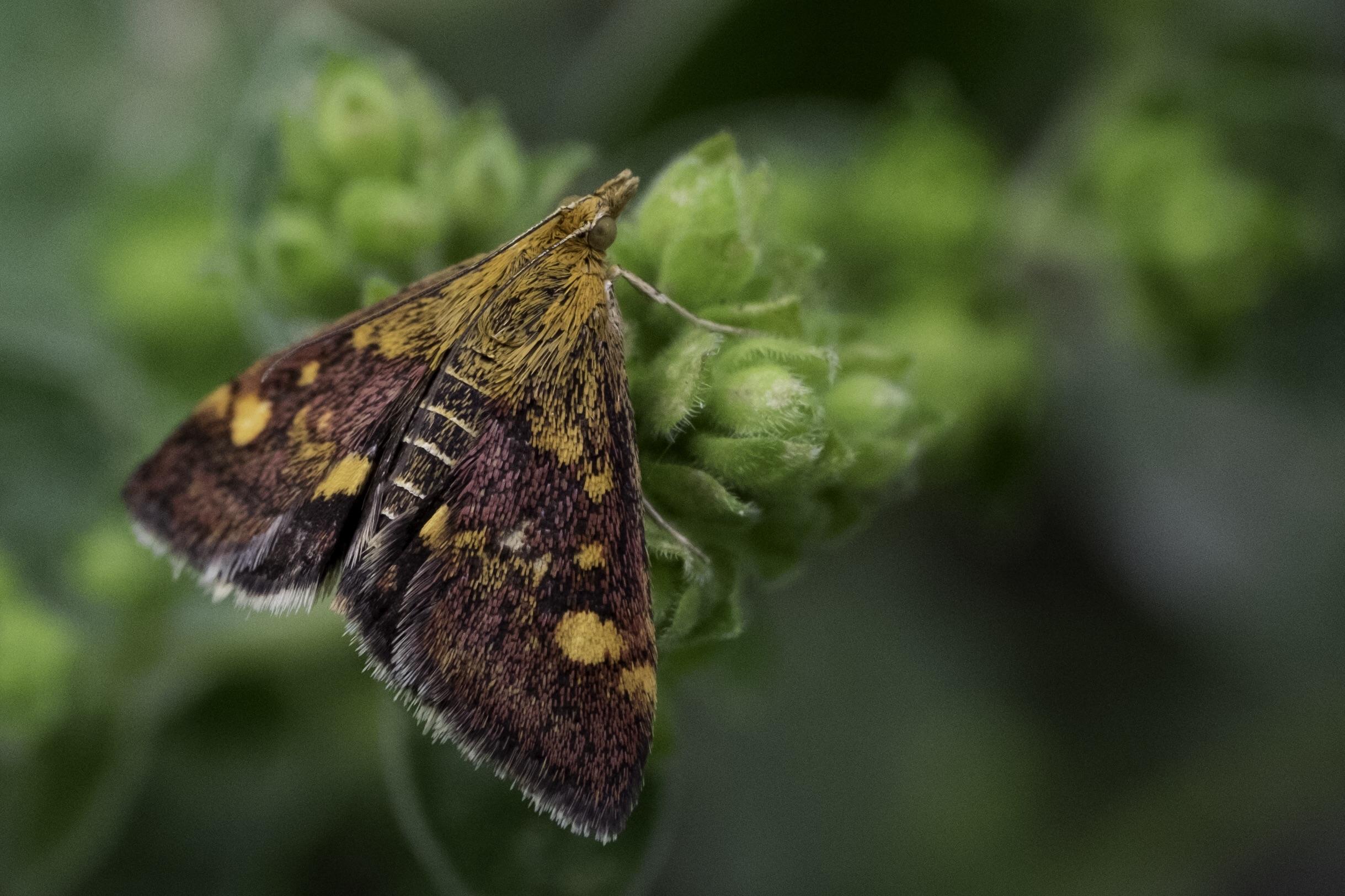 Tiny moth in Amsterdam, Netherlands r/moths