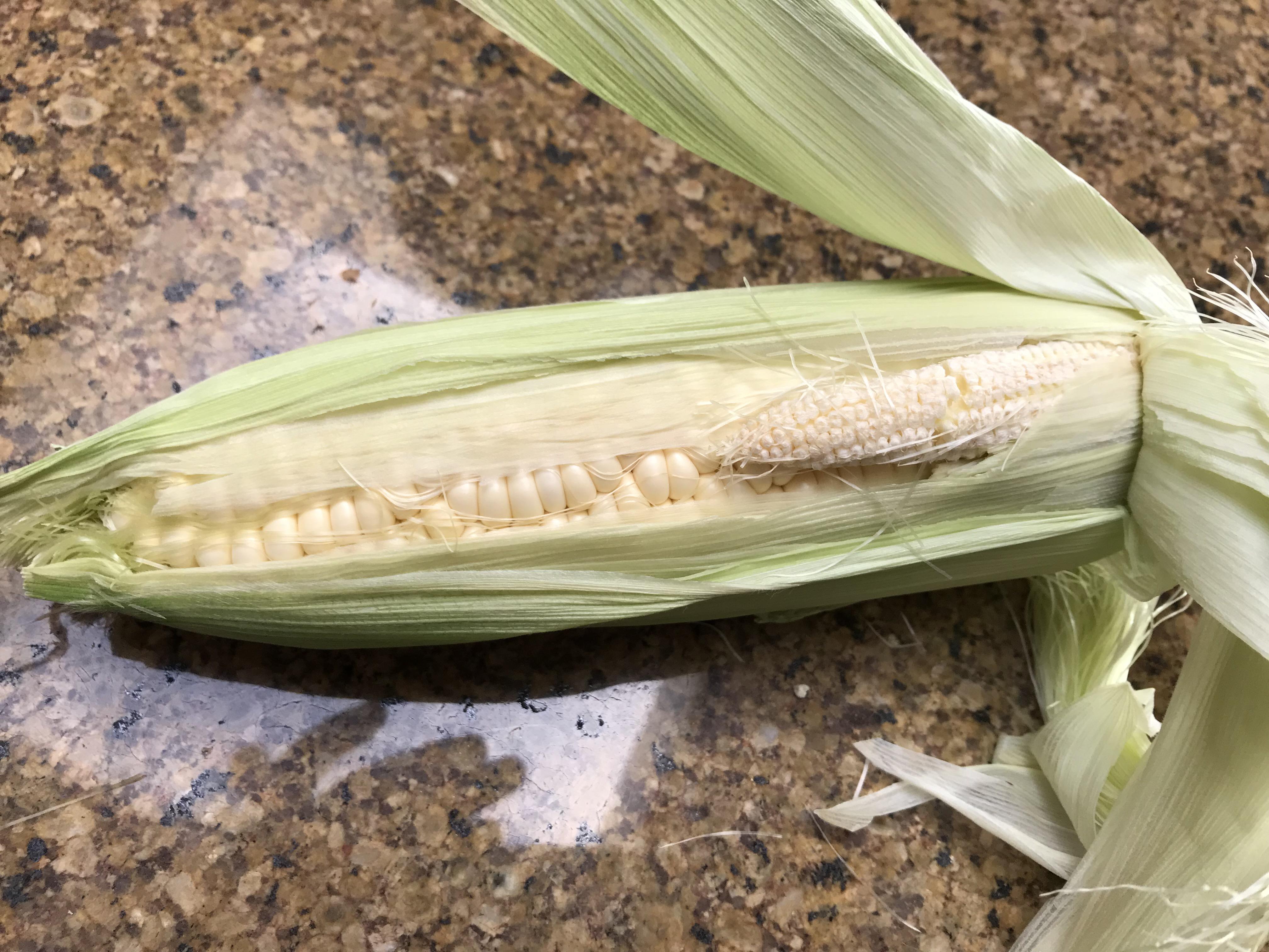 My corn had another baby corn growing inside it’s husk. r