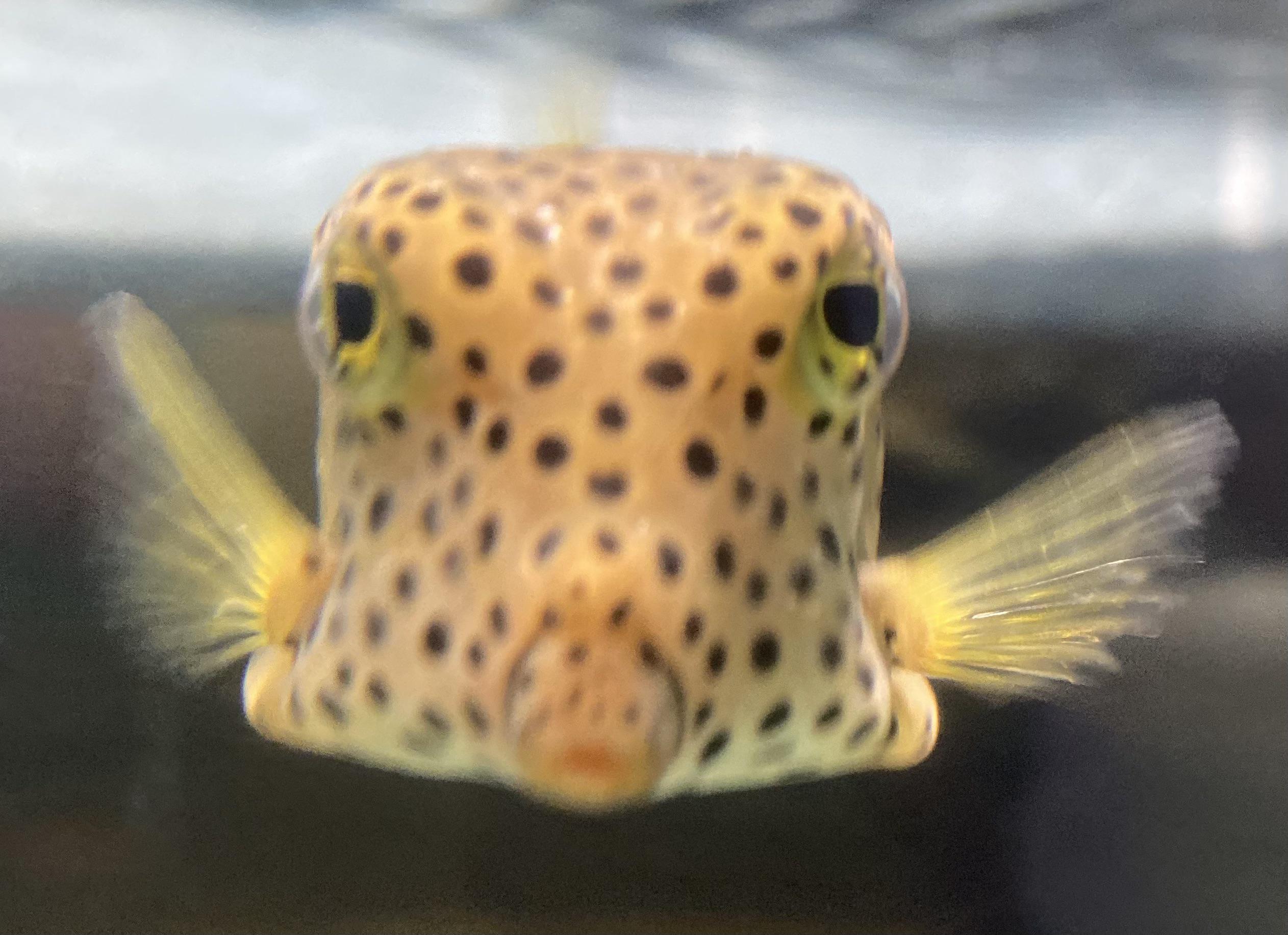 Square head r/AquaticAsFuck