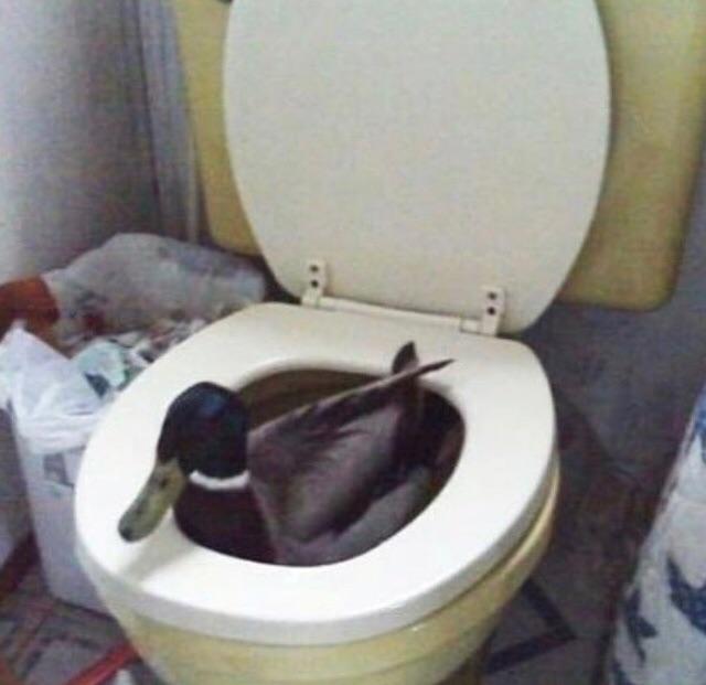 A duck in a toilet r/mildlyinteresting