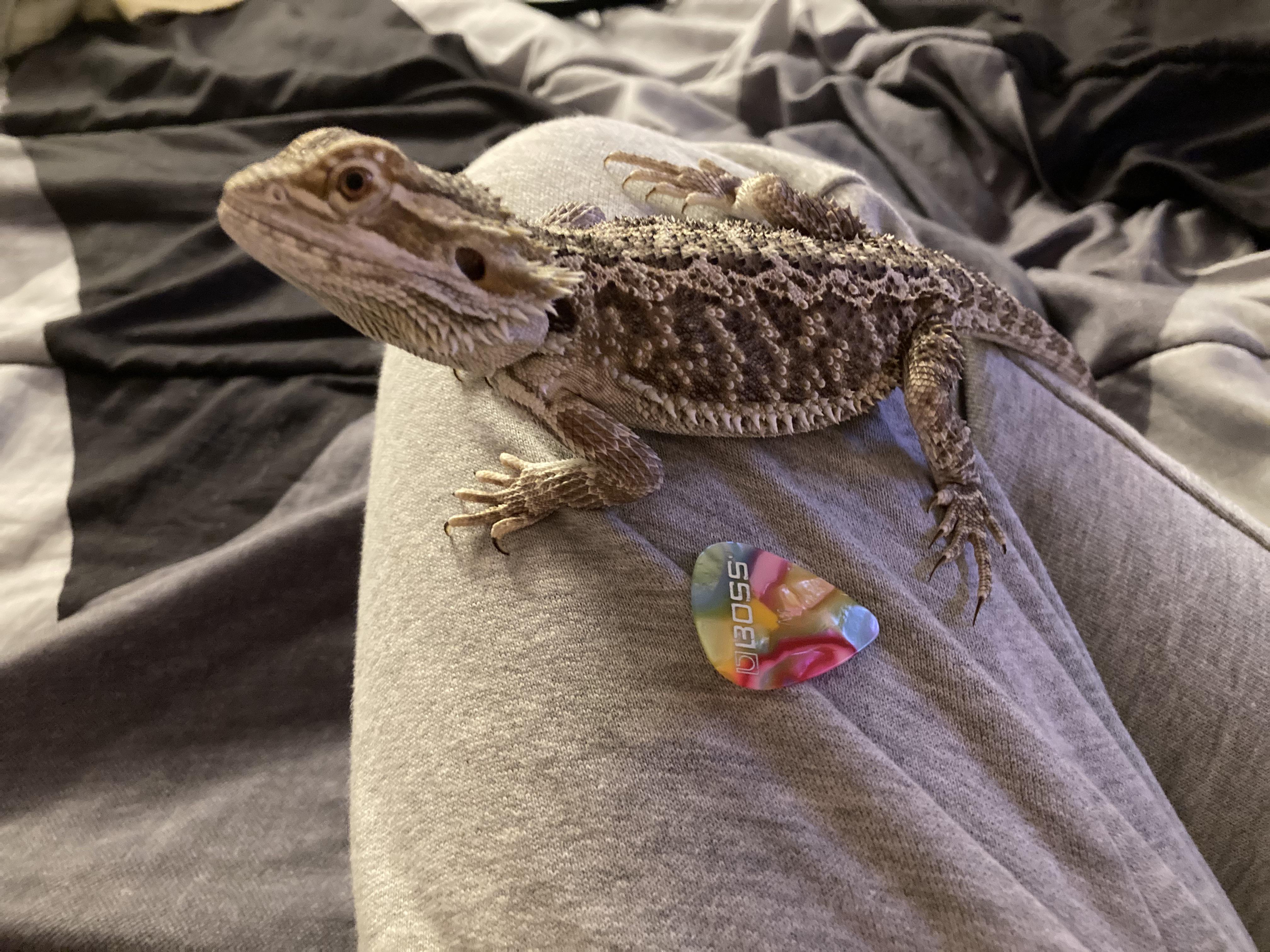 Is there any chance my bearded dragon isn’t a bearded dragon? I bought