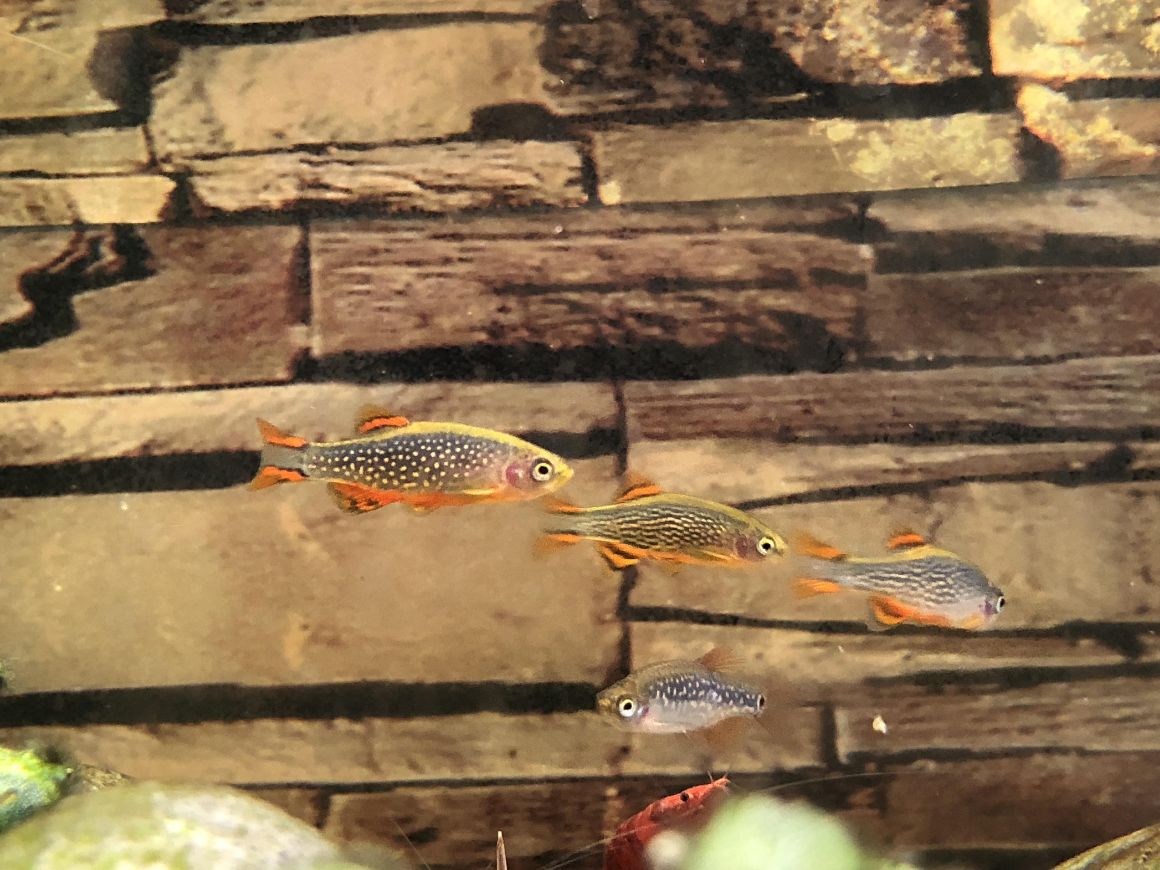 Finally a good shot of the galaxy rasboras! r/Aquariums