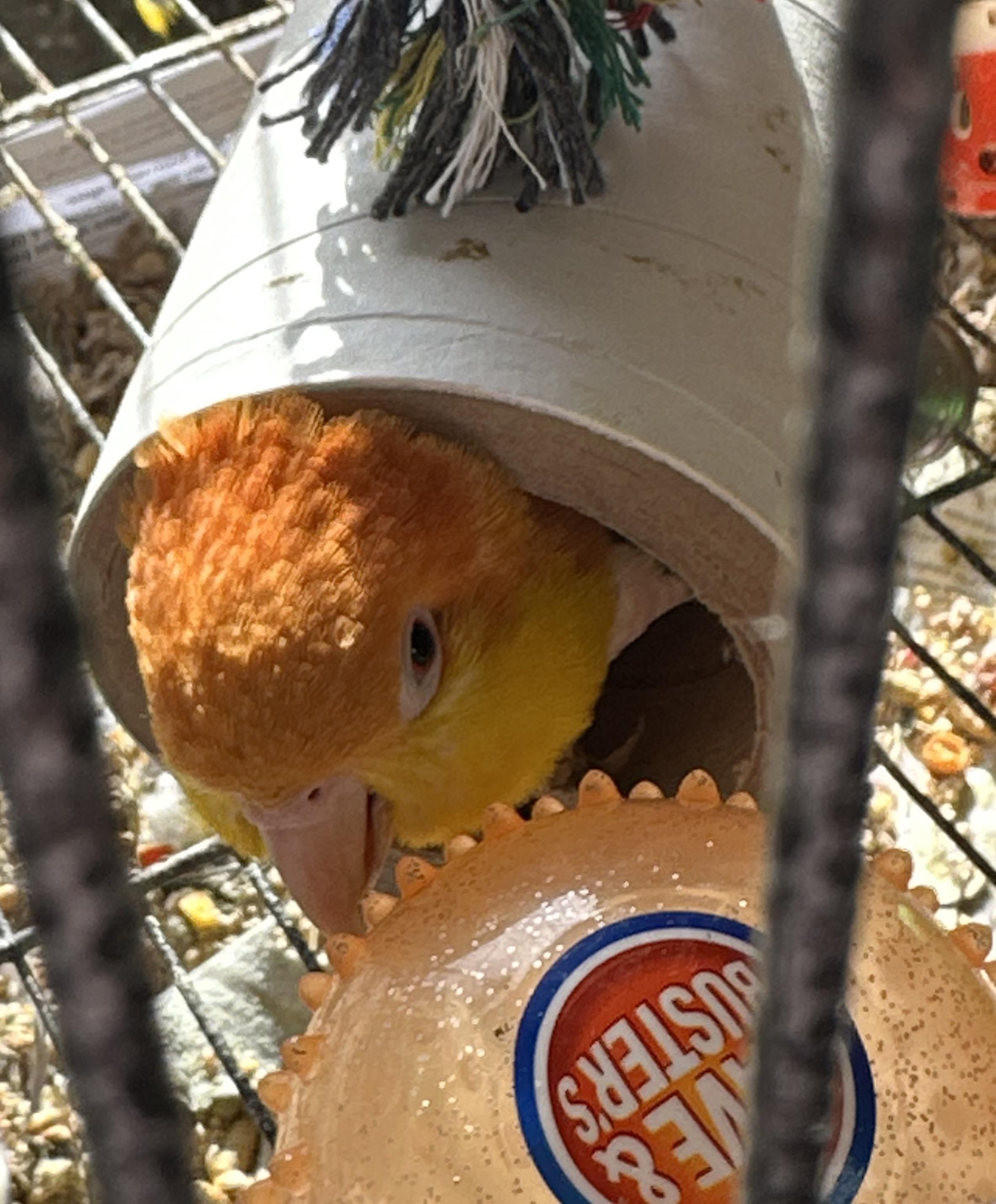 What is a safe space heater to have around birds? We cold. Pic for tax