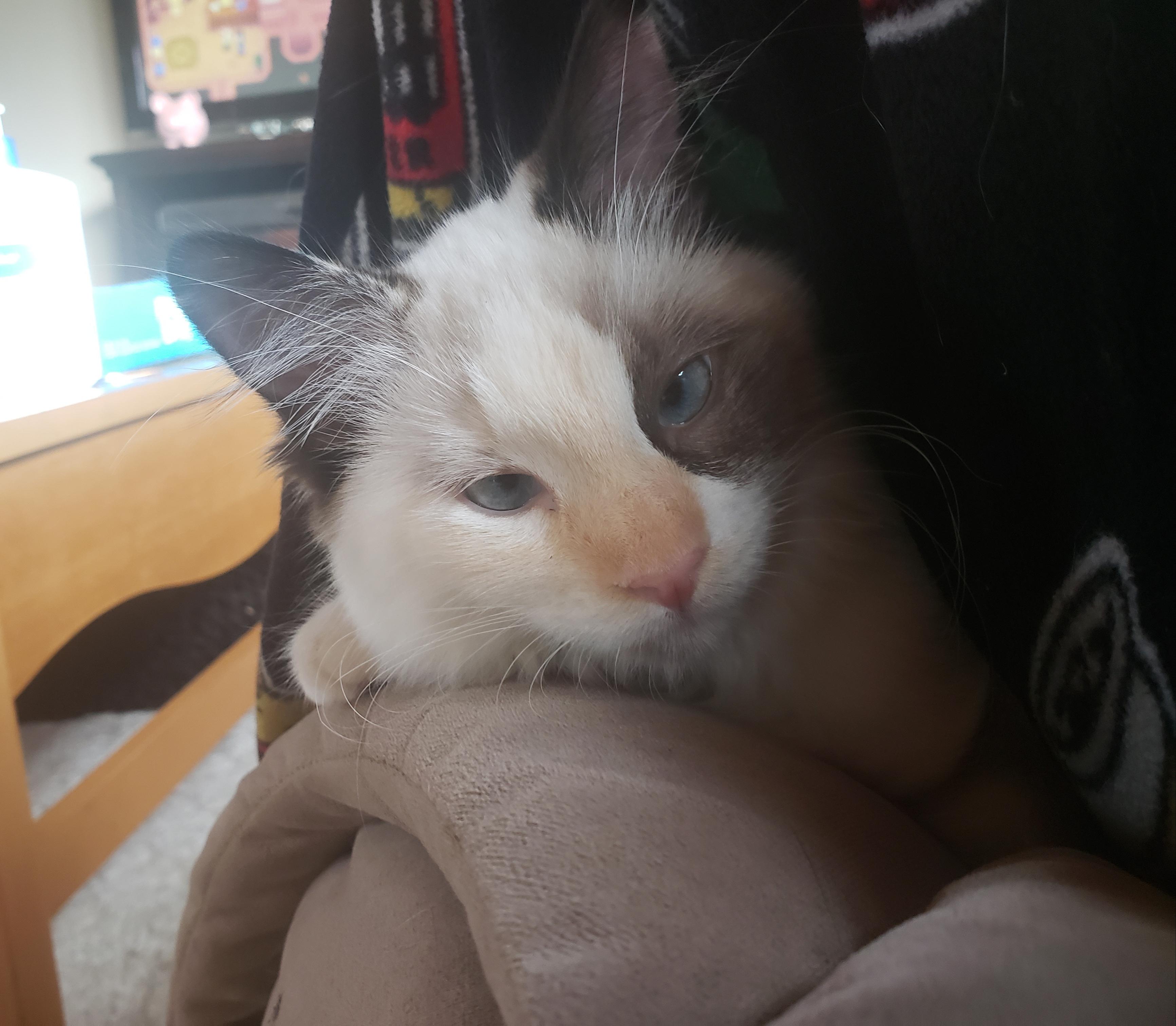 Pickles decided to crawl underneath my legs and take a nap r/cats