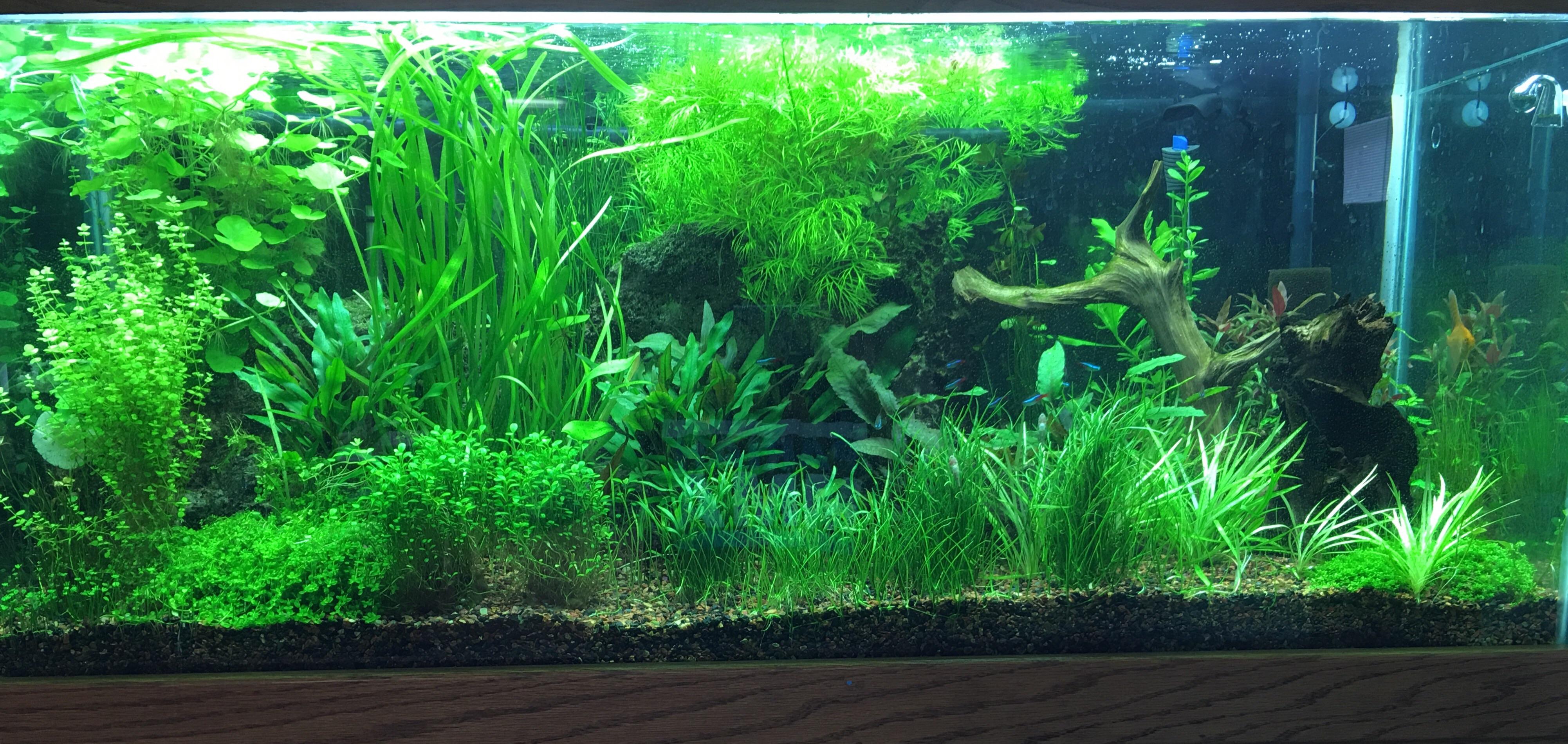 My 75g planted aquarium r/Aquariums