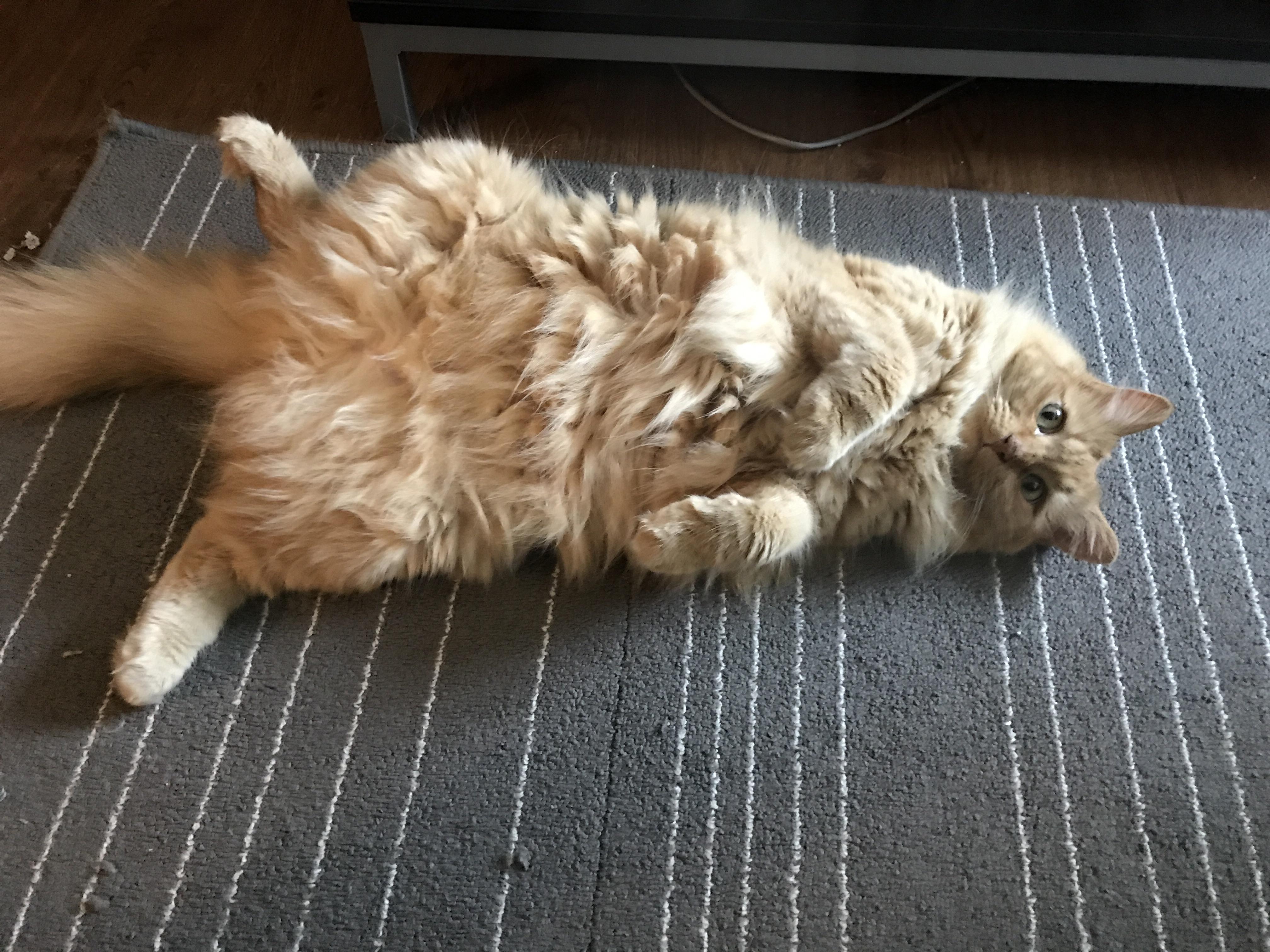 I think my cat is broken Cuties Overload