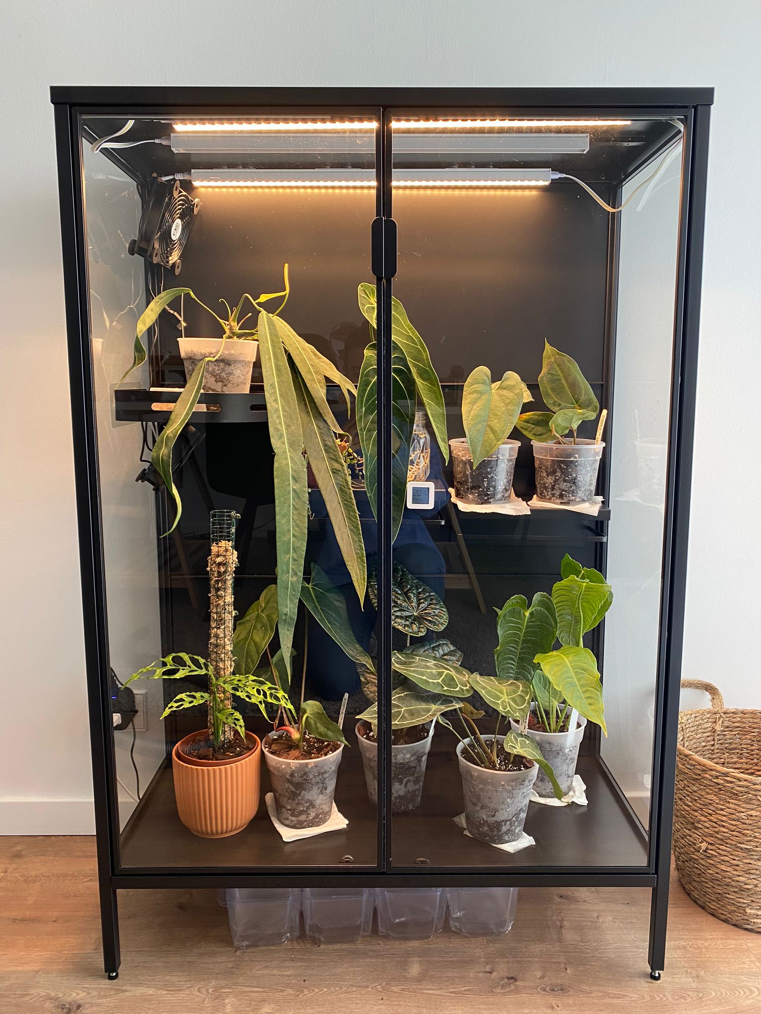 Rudsta setup finally done : r/Aroids