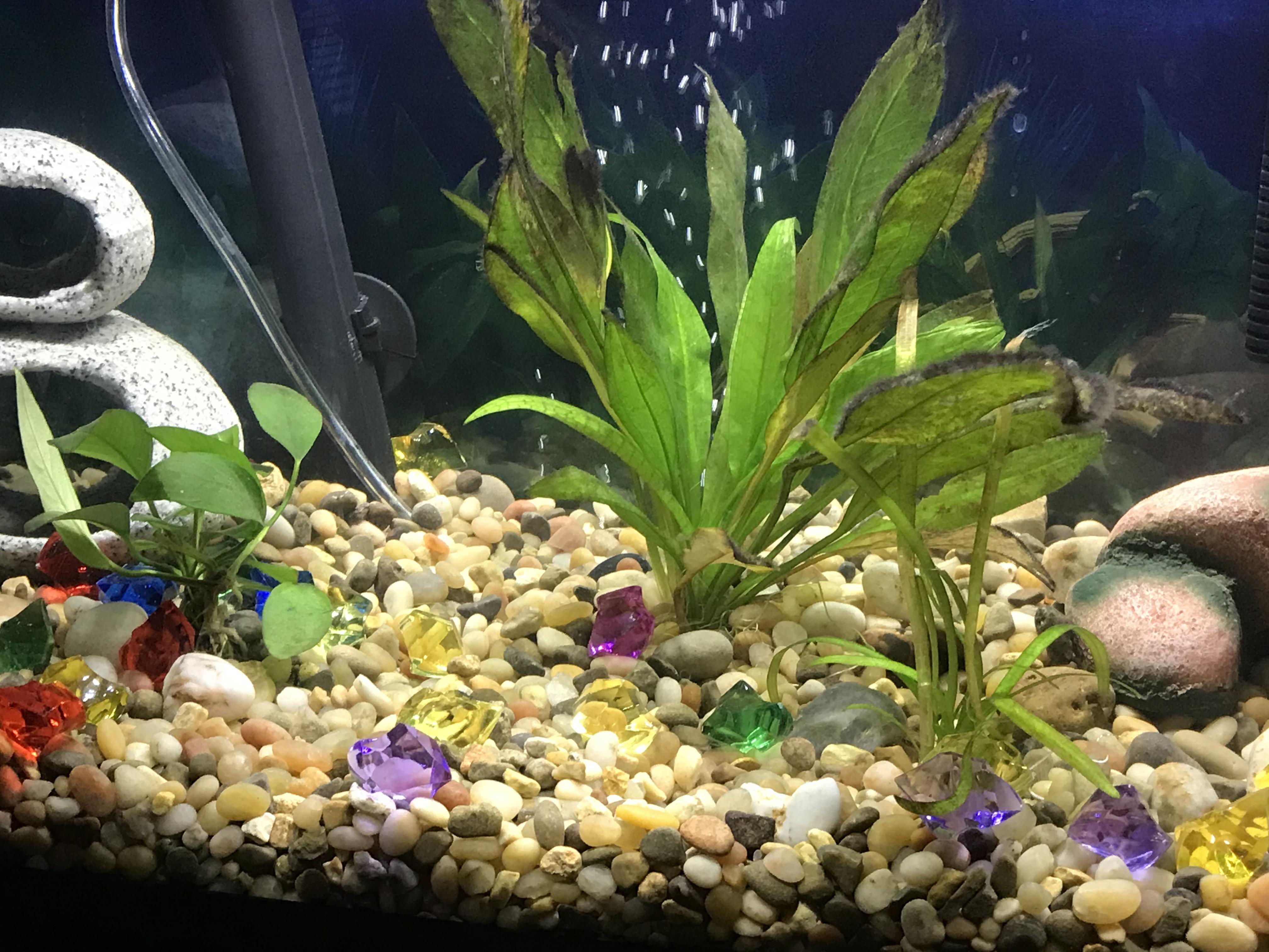 Back again with two more questions. 1. Do my aquarium plants need any
