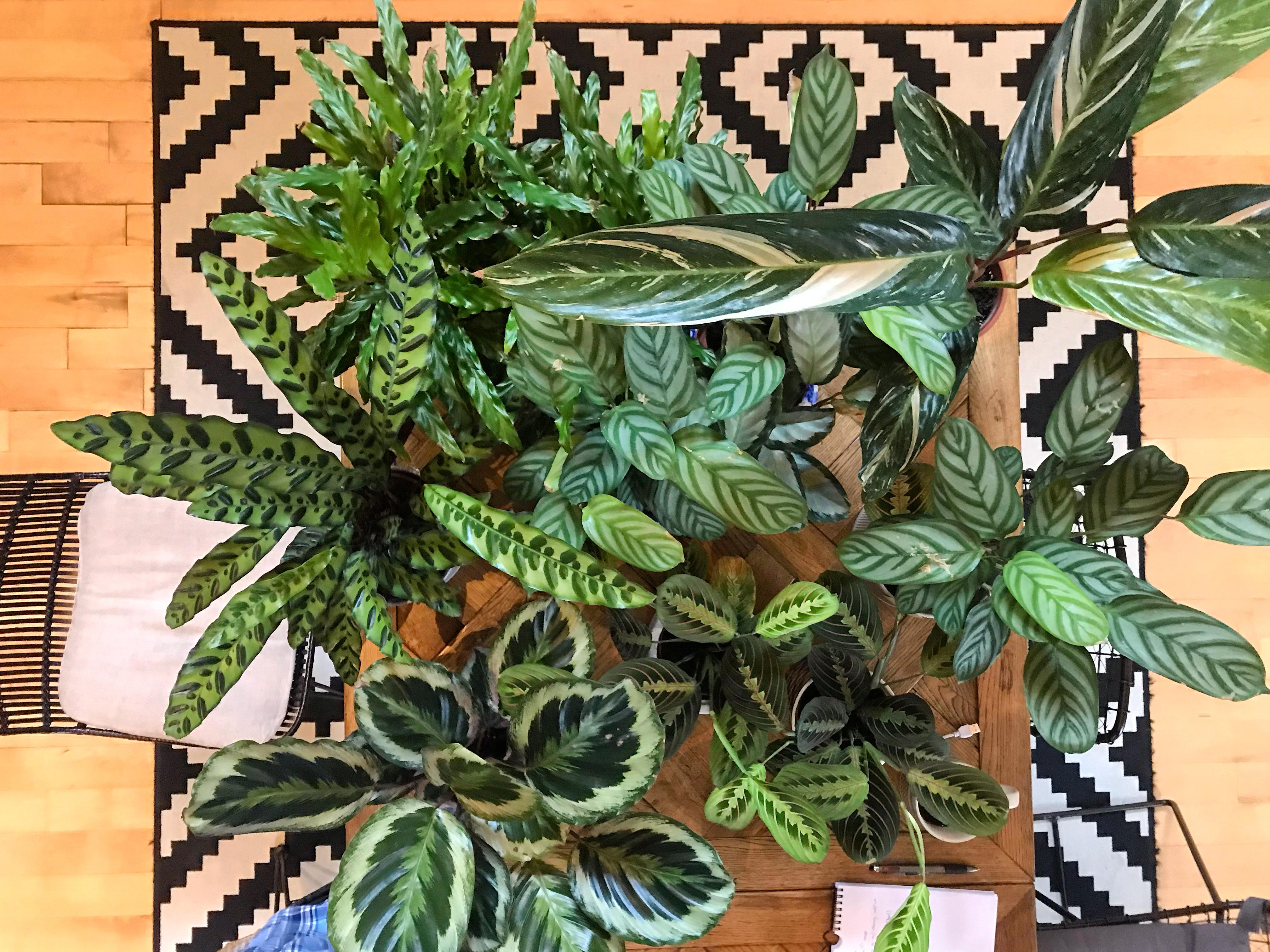 These are all my Marantaceae plants. Think there's 7