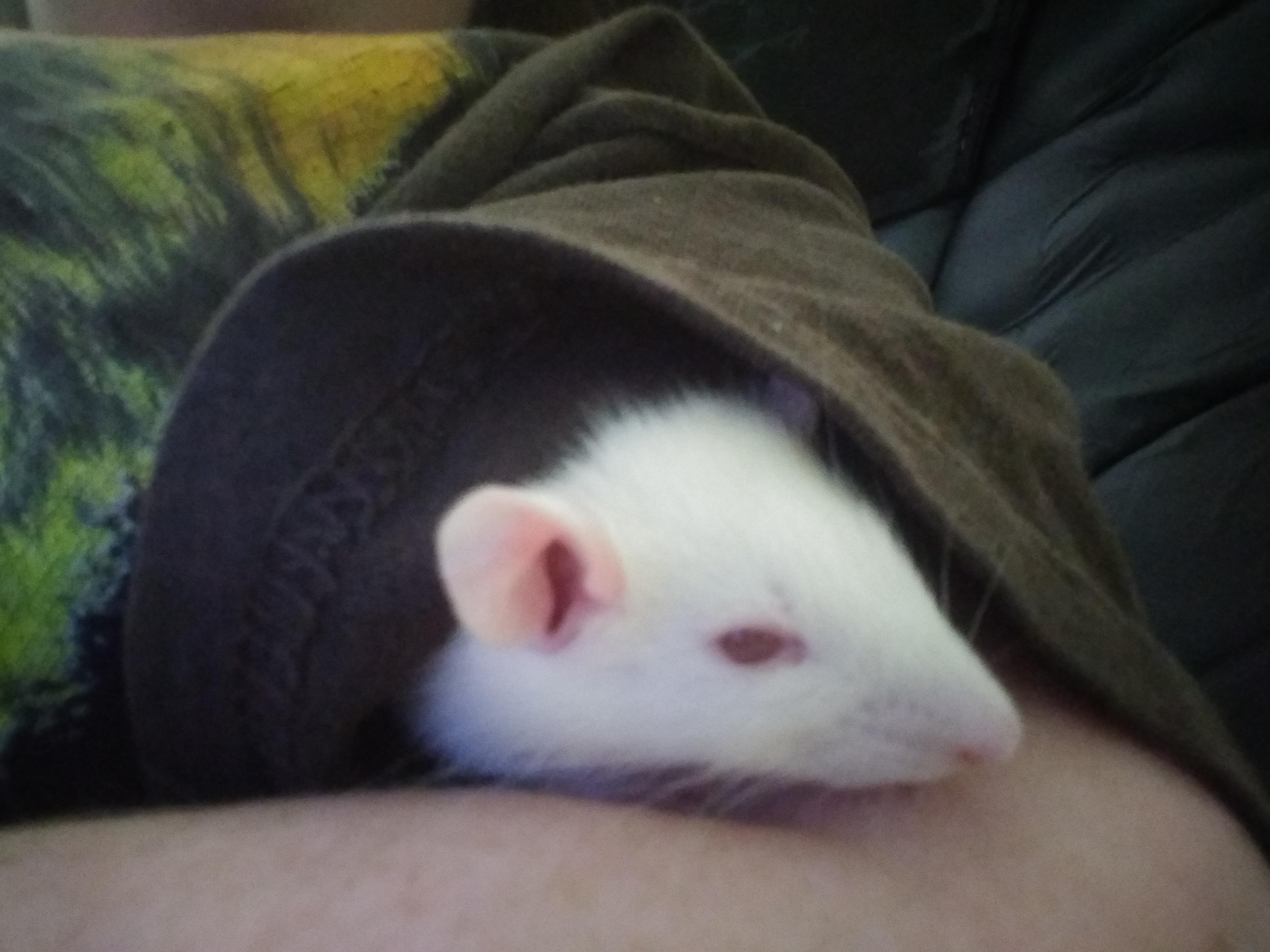 best friends pet rat sleeping in my sleeve r/rat