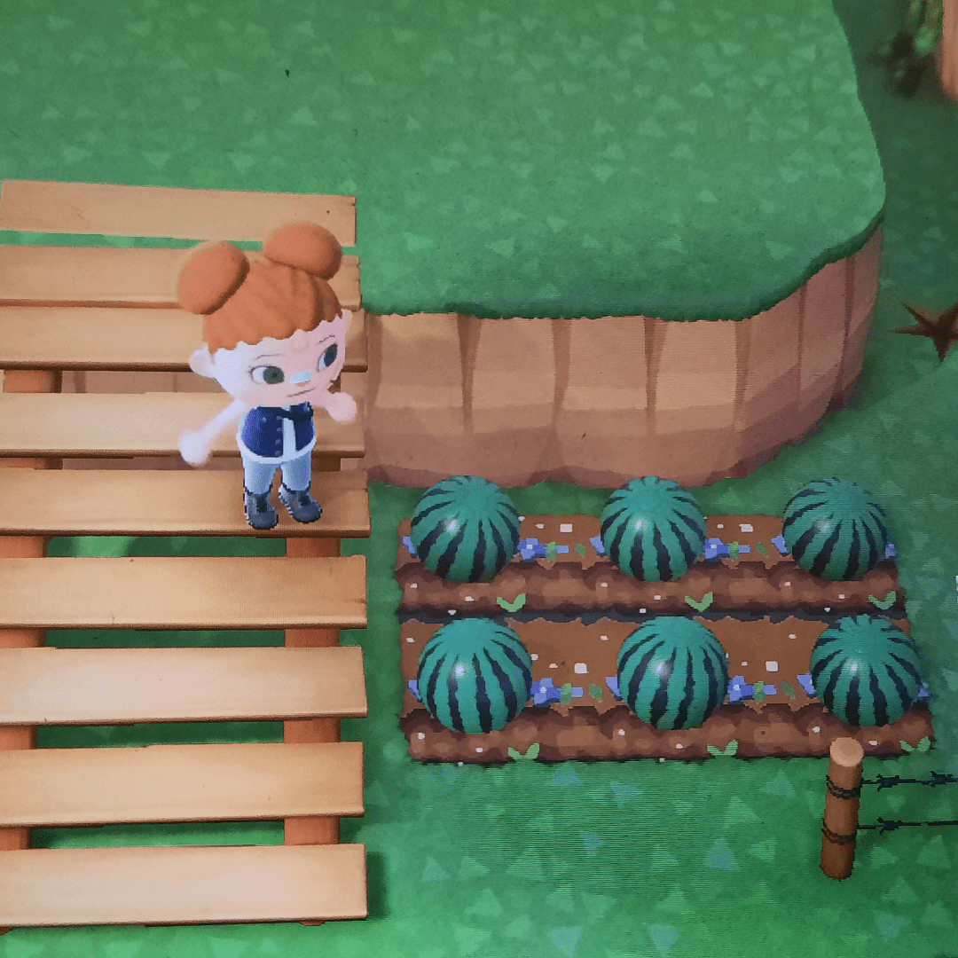 🍉Growing some watermelooneee (beach balls) r/acnh