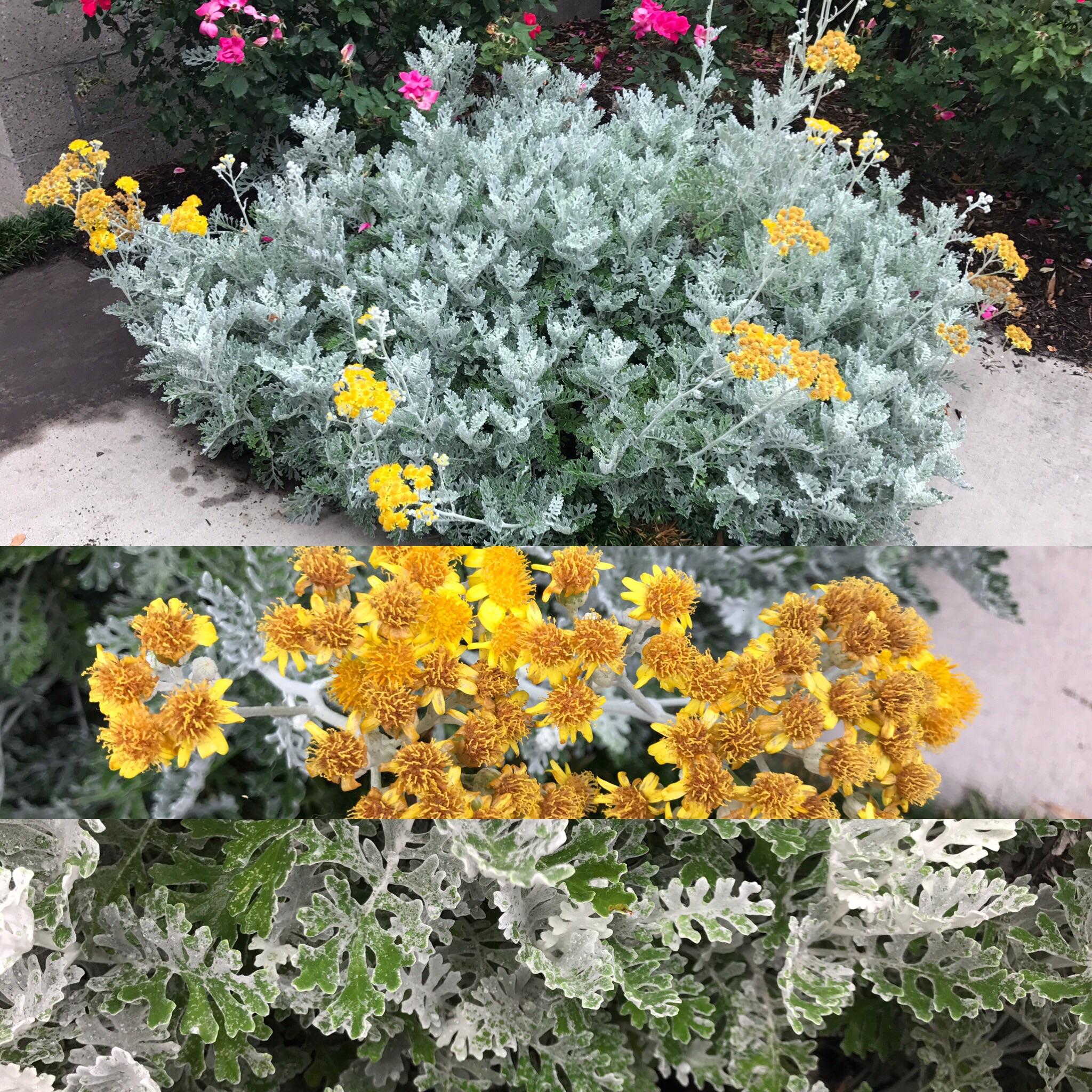 wilmington, nc zone 8 low broad plant with ghostly white/green leaves and yellow flowers r