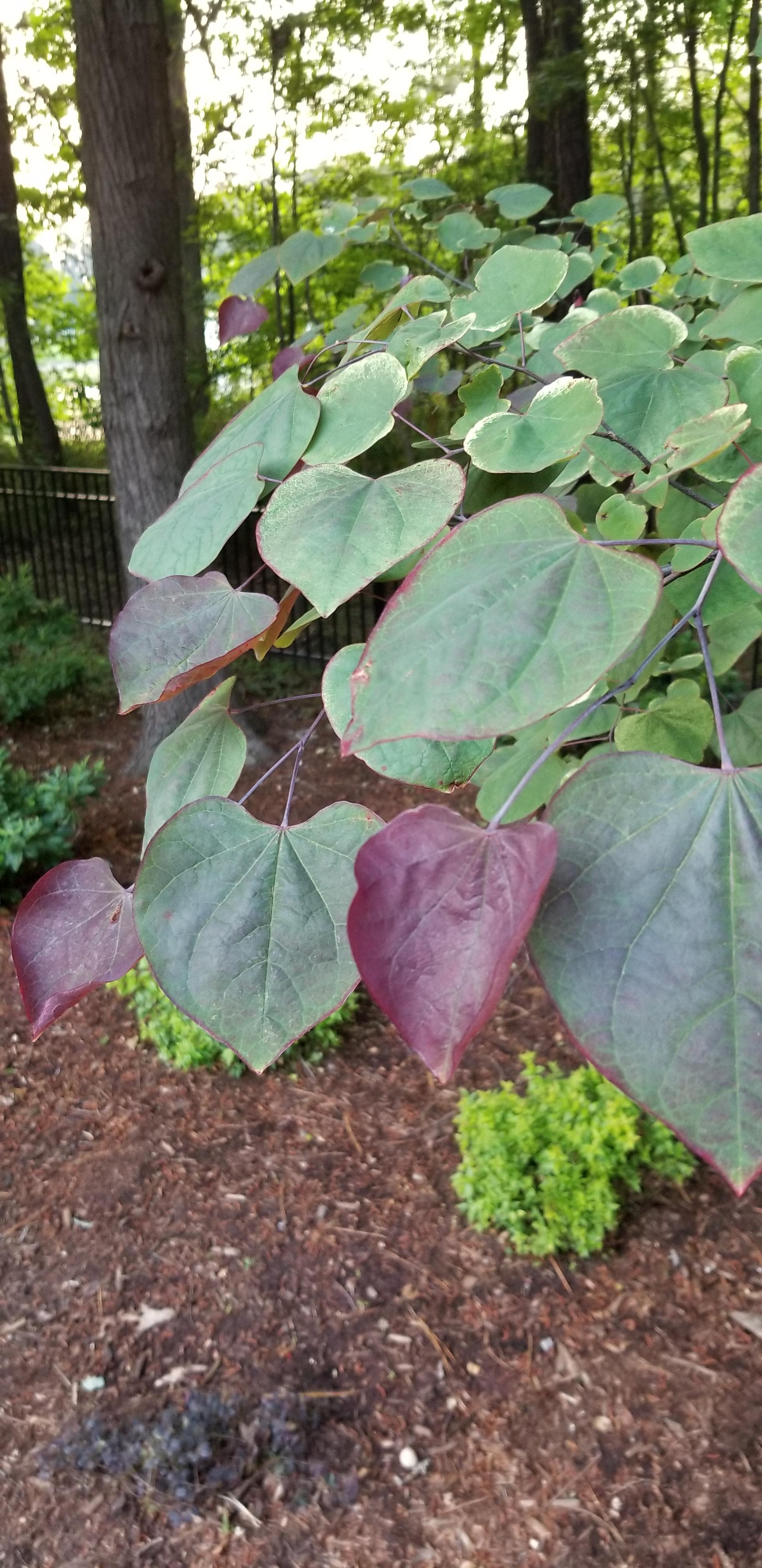 This purple tree now in Raleigh NC r/treeidentification