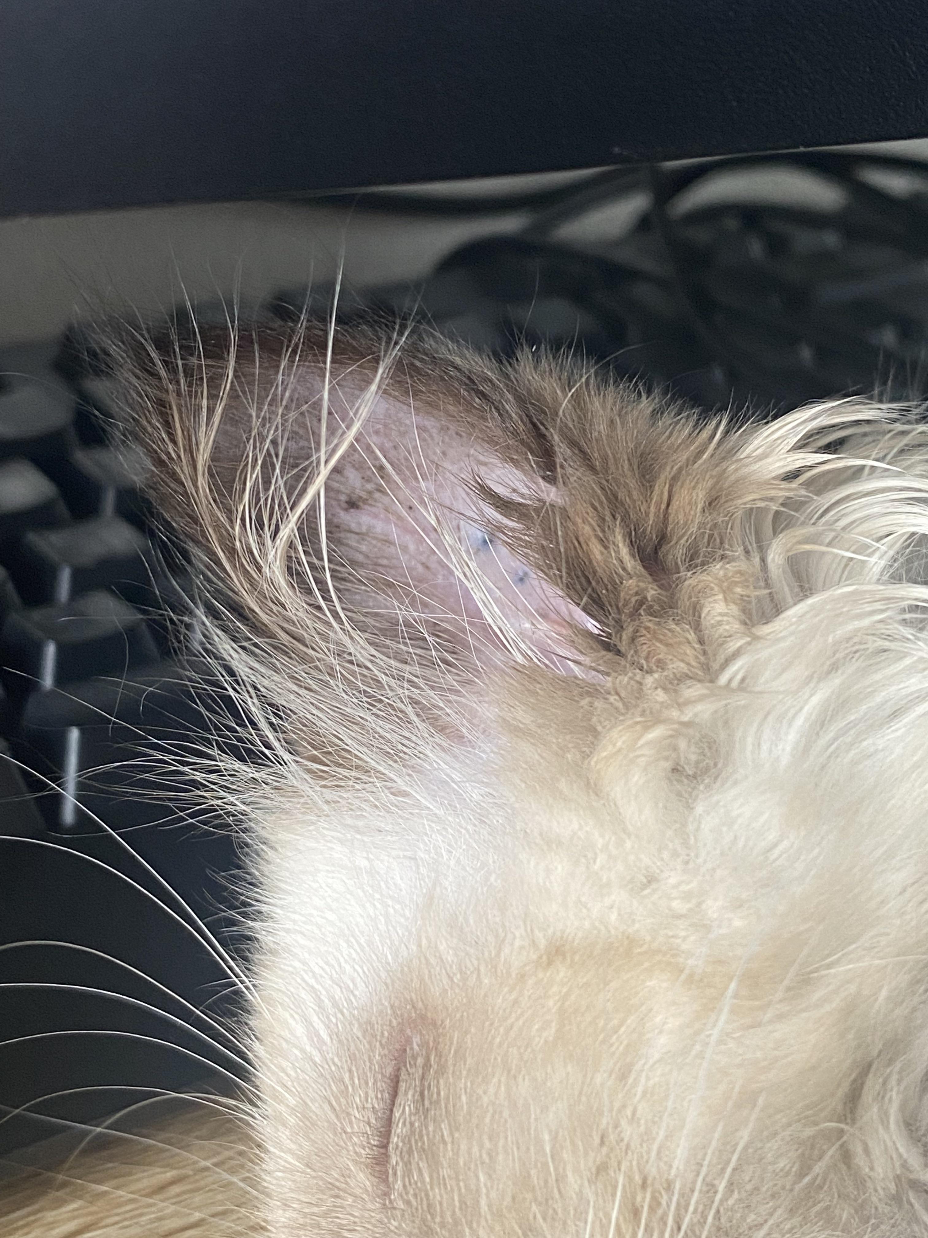 What are these black spots in cat’s ear? r/cats