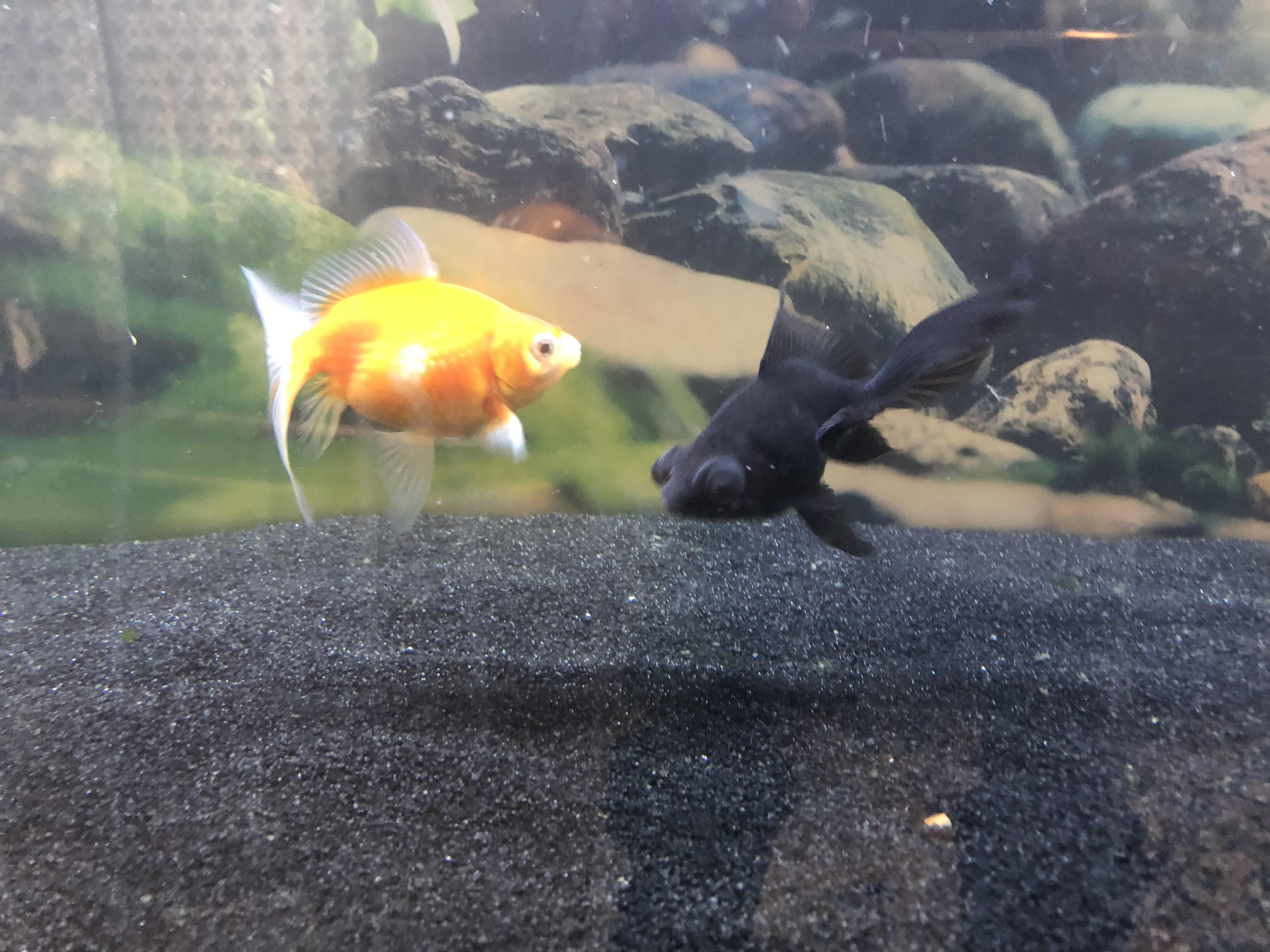 Goldfish tank water change nibhtceleb