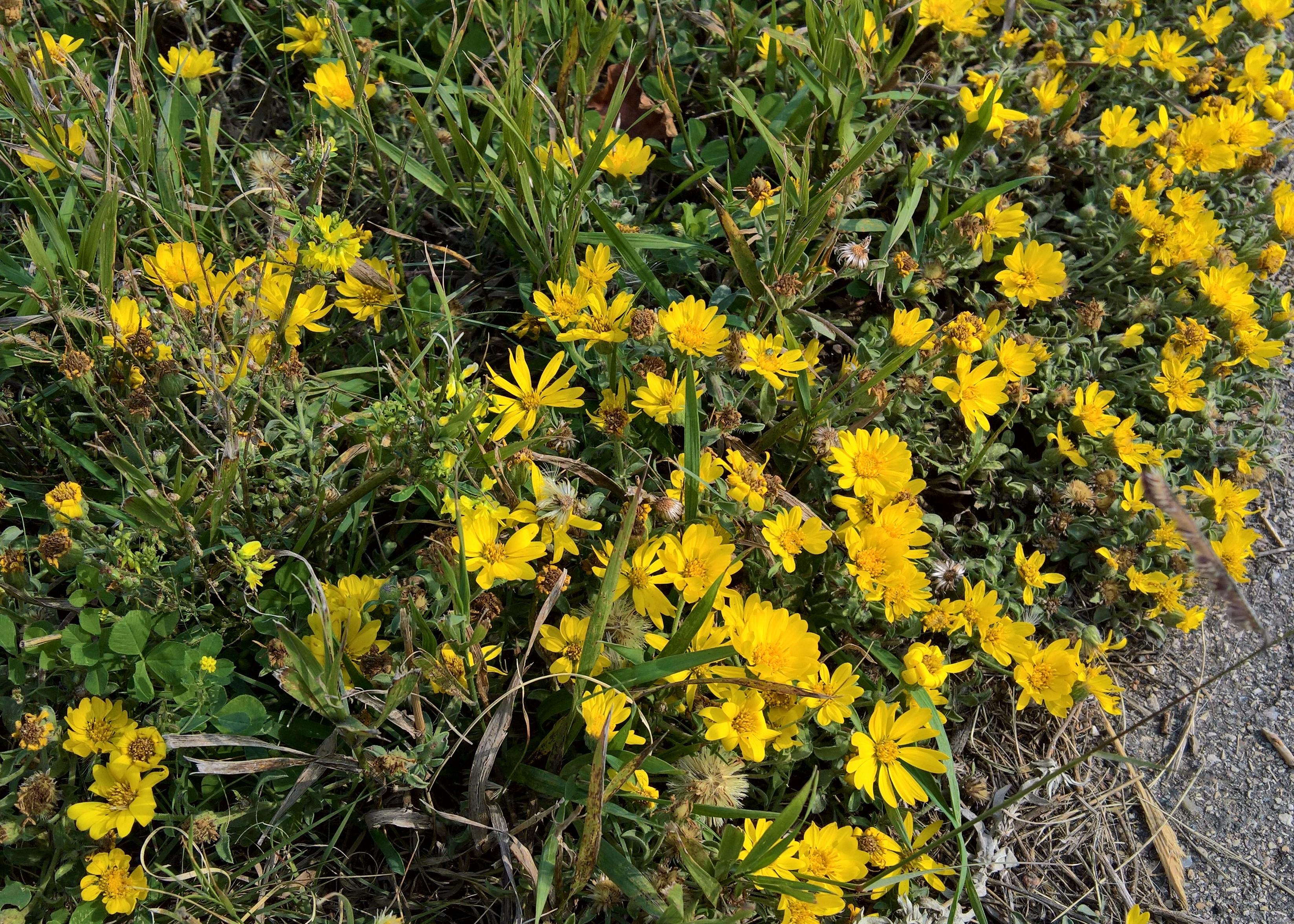 A better picture of those yellow natural prairie grassland flowers r/saskatoon