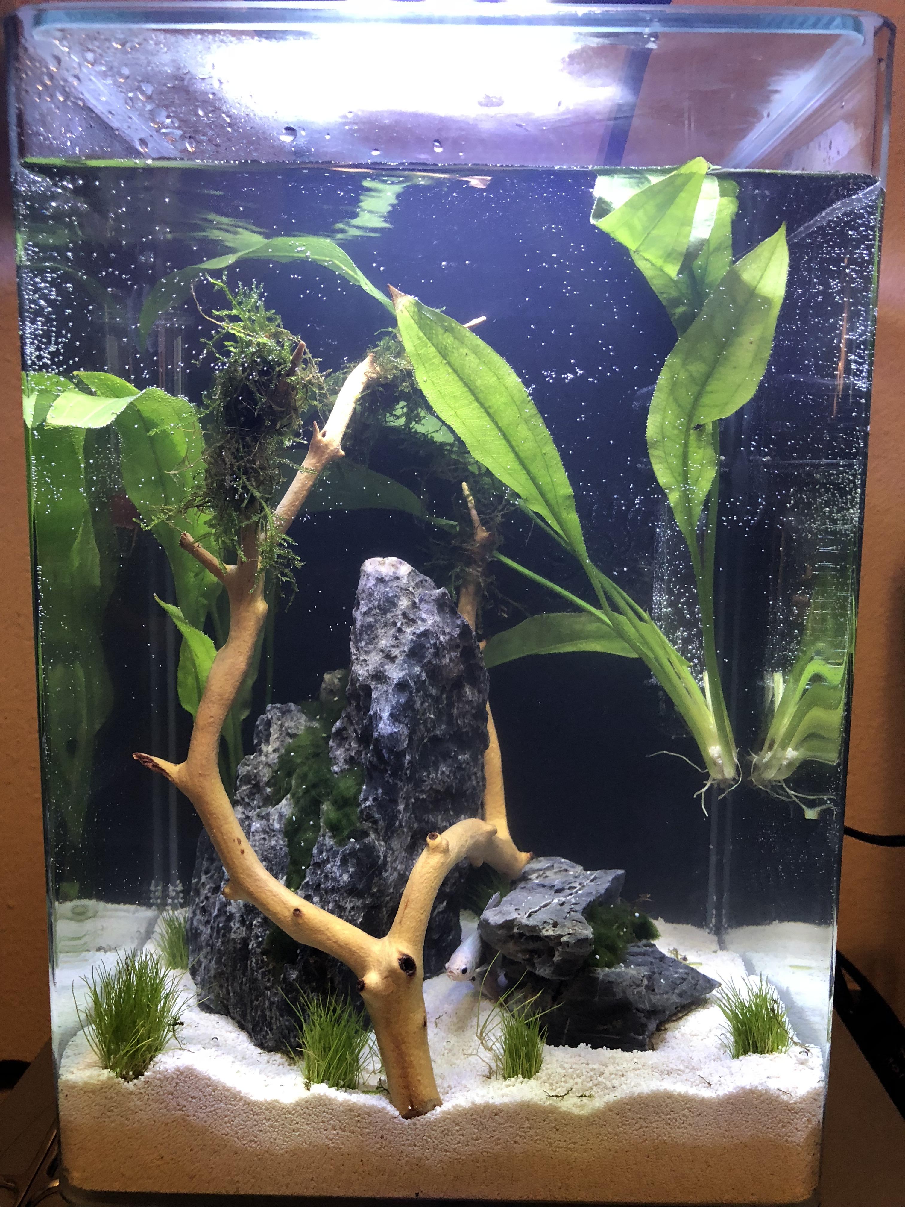 Just upgraded my bettas tank from a 1.3 bowl to a 5 gallon tank! r