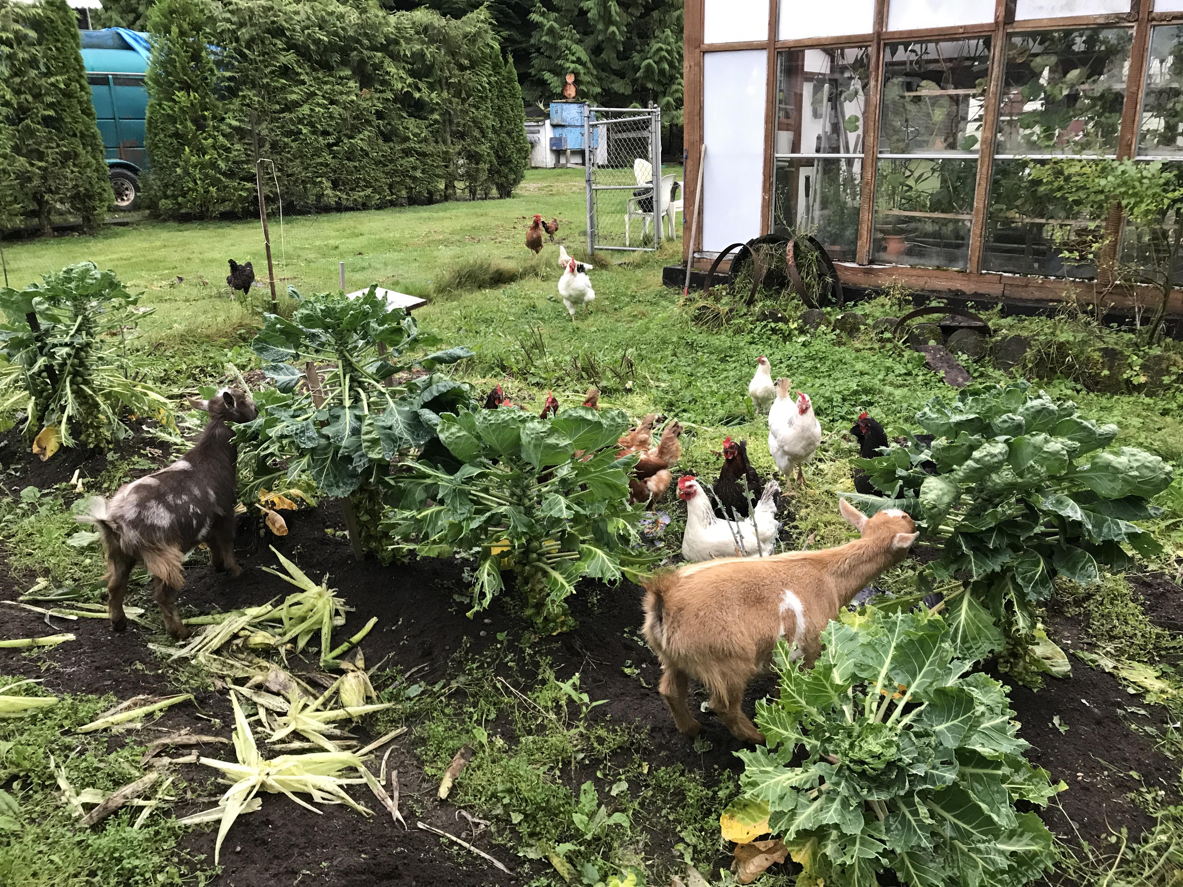 A sign of the end of the growing season. r/homestead