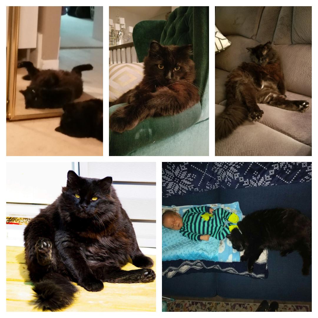 Saying goodbye to Gus Gus the chonk today. The best cat I've ever known