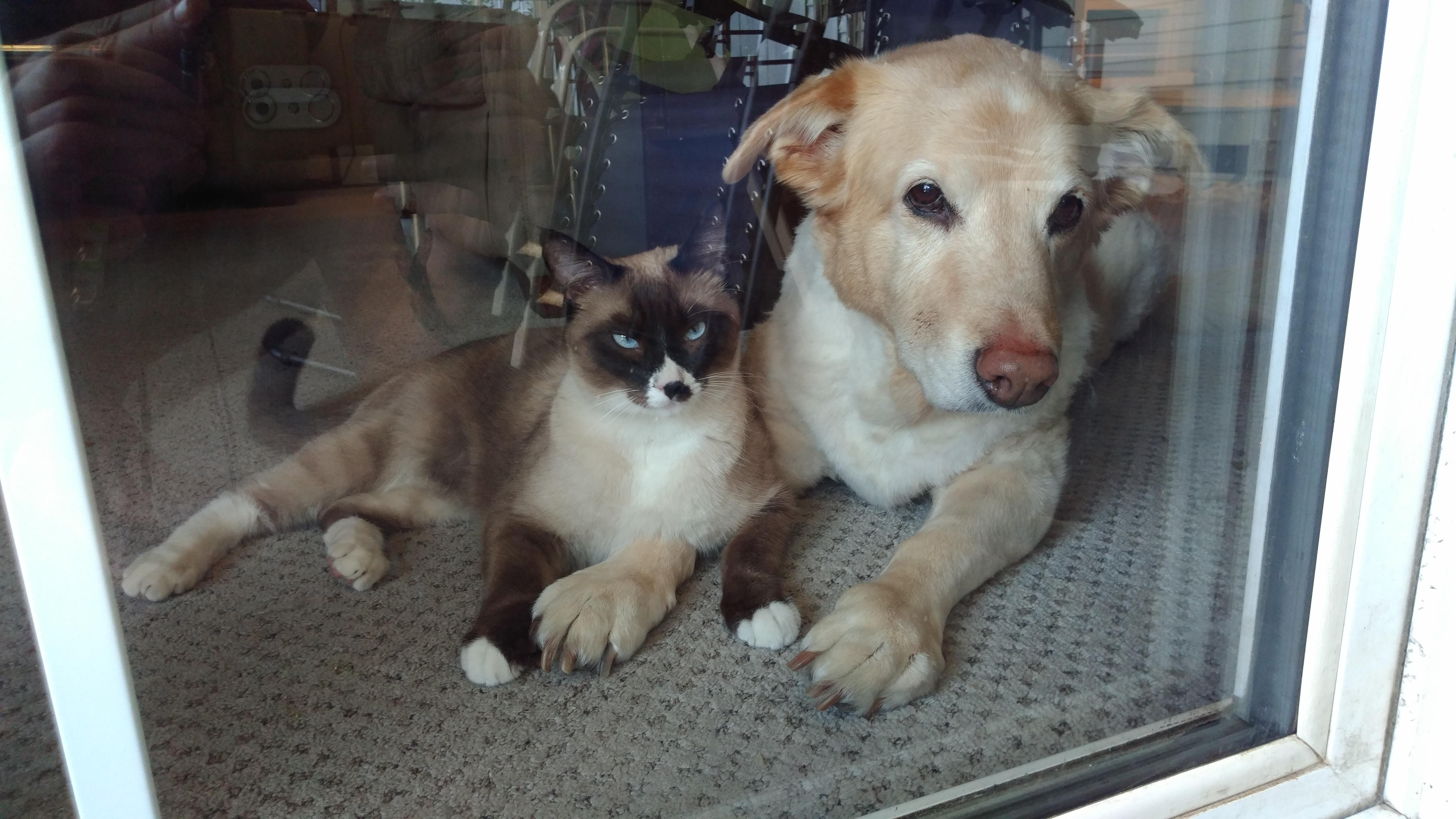 Why Is My Dog Obsessed With My Other Dog