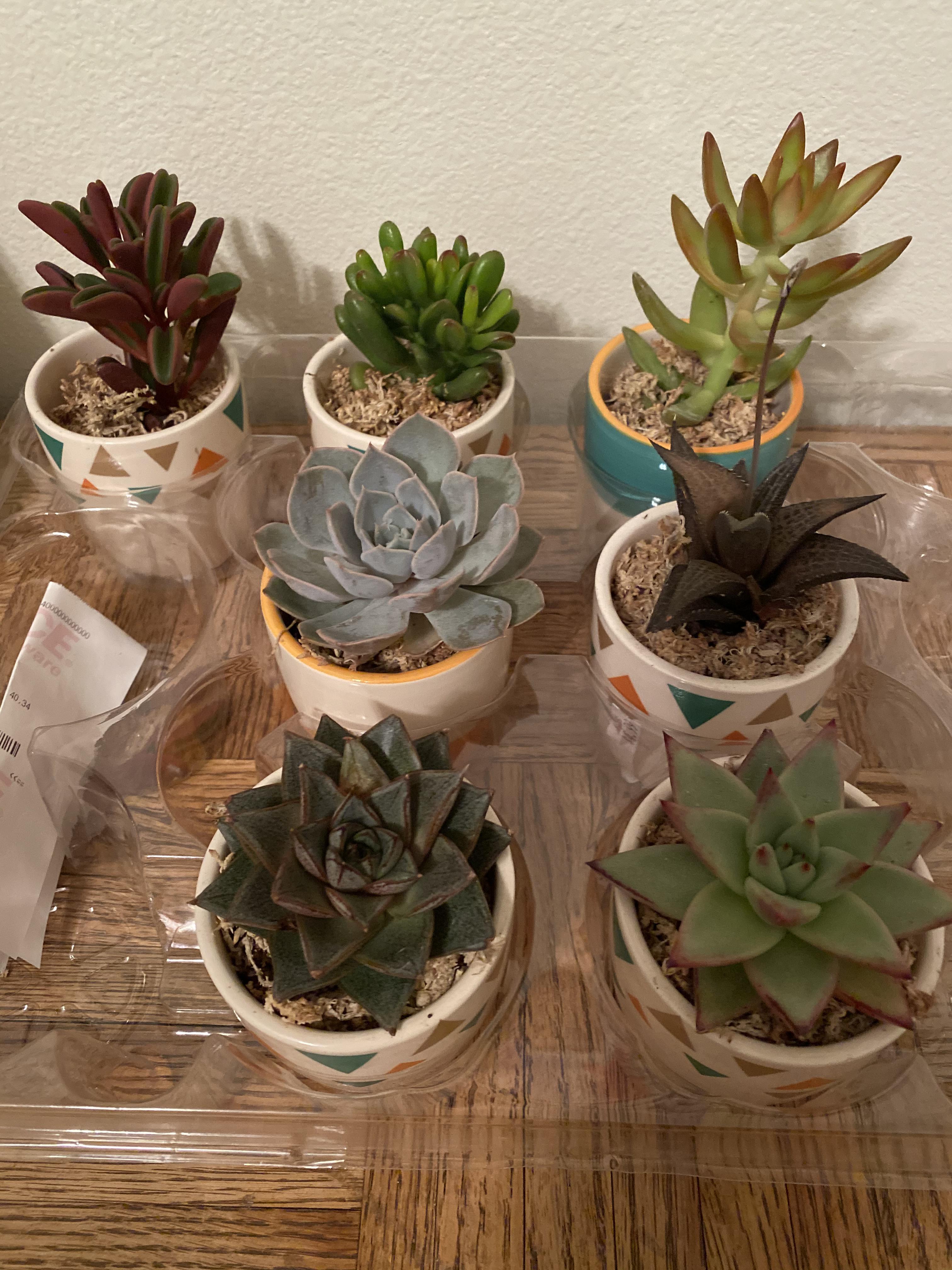 Mass identification! Thanks! Just want to label them and give them the