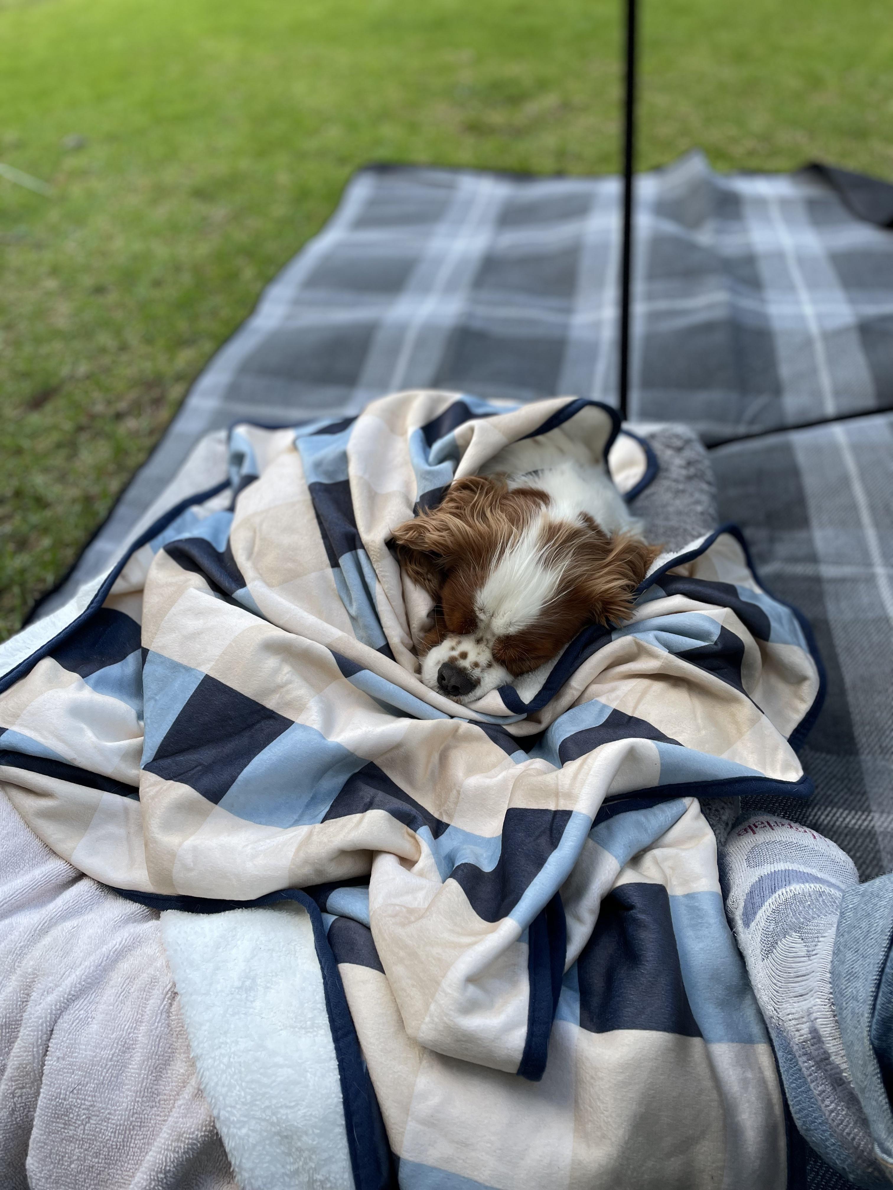 Took my cavalier camping for the first time, he got a little chilly 😍