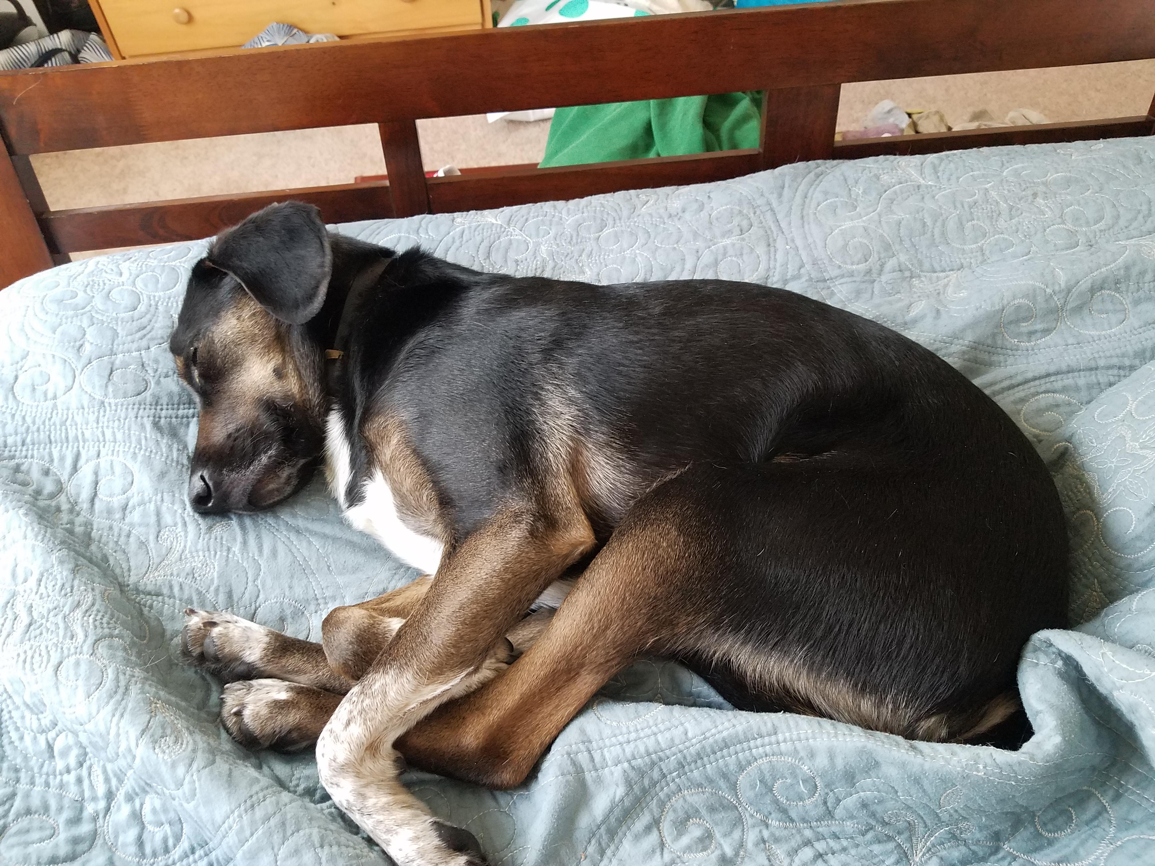 The odd way my dog sleeps r/funny