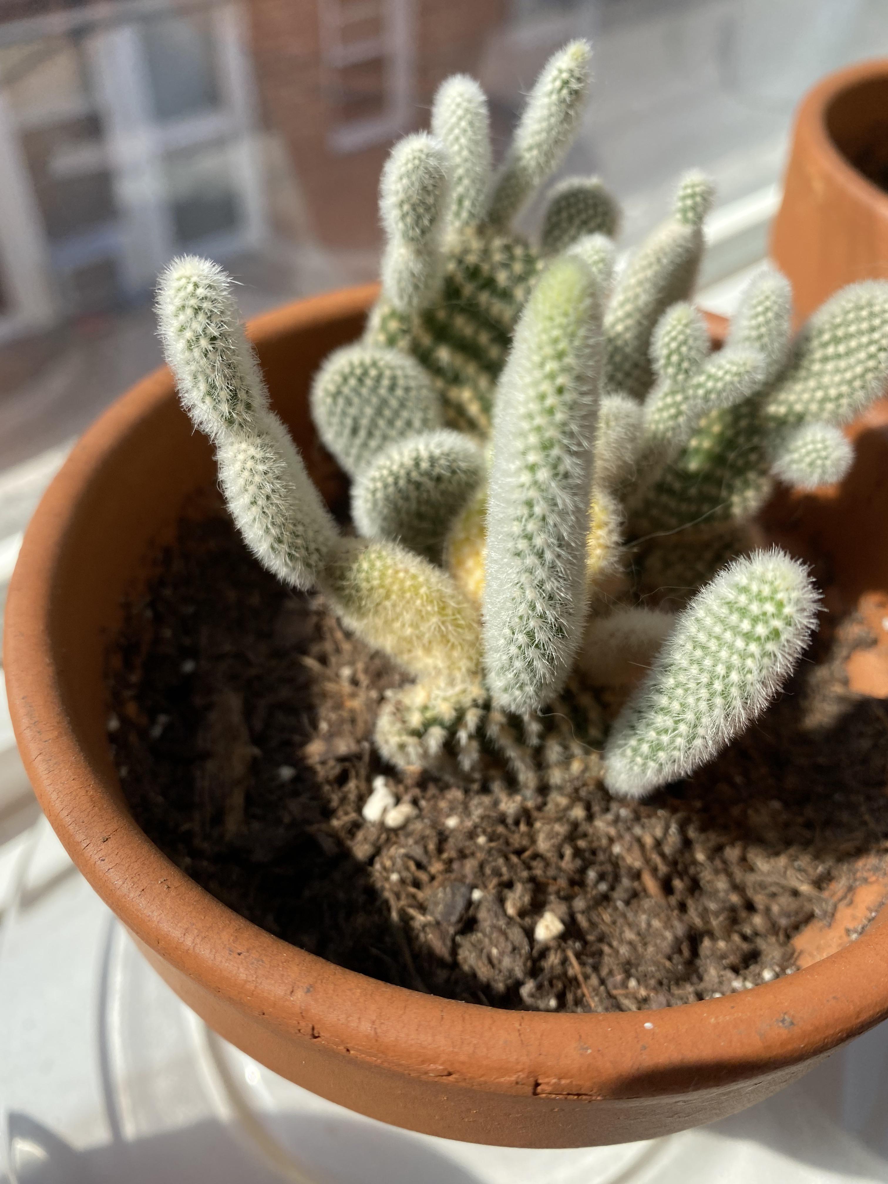 Why is my Cactus turning brown/yellow r/cactus