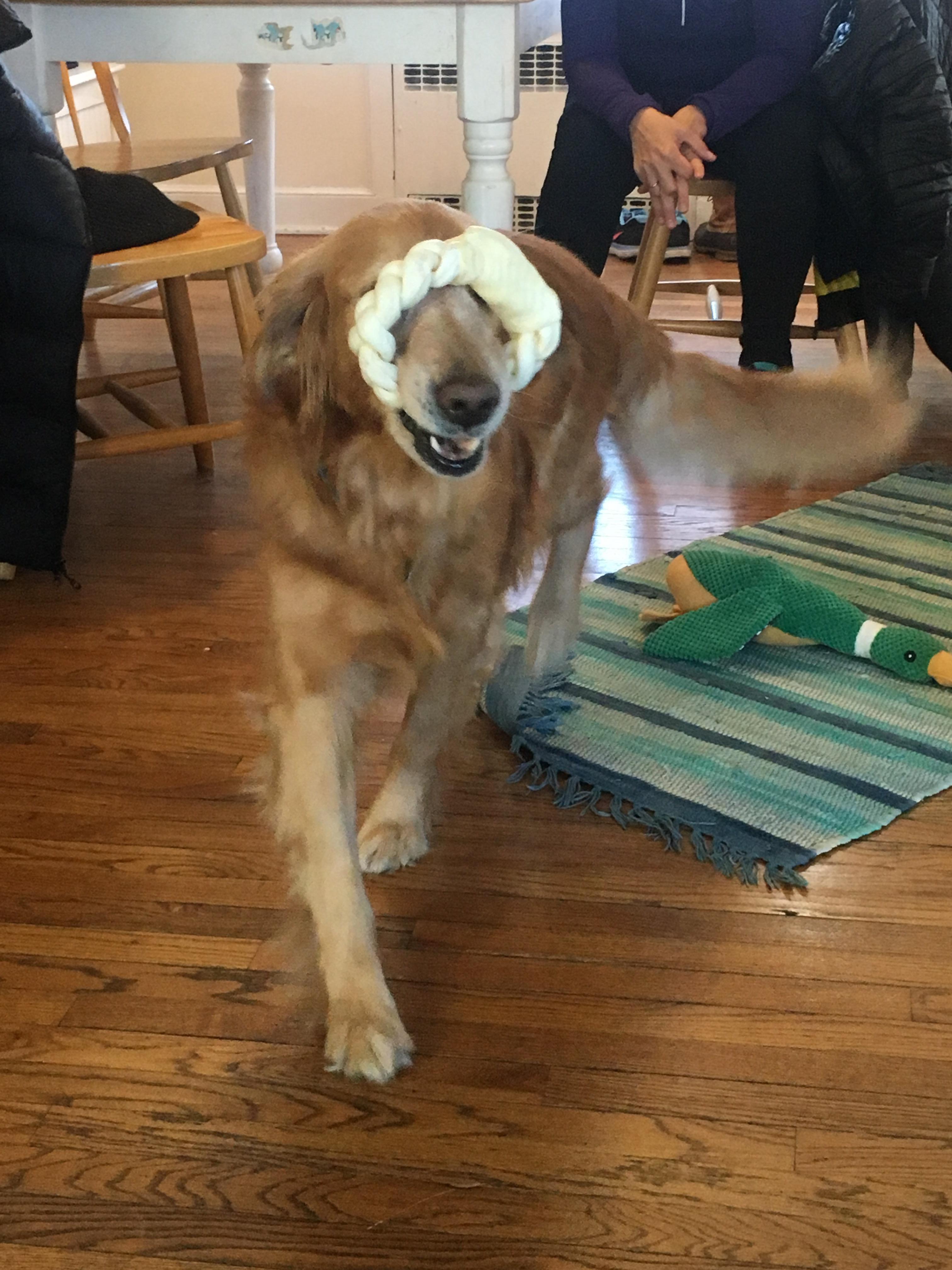 A new toy for an old dog! r/goldenretrievers