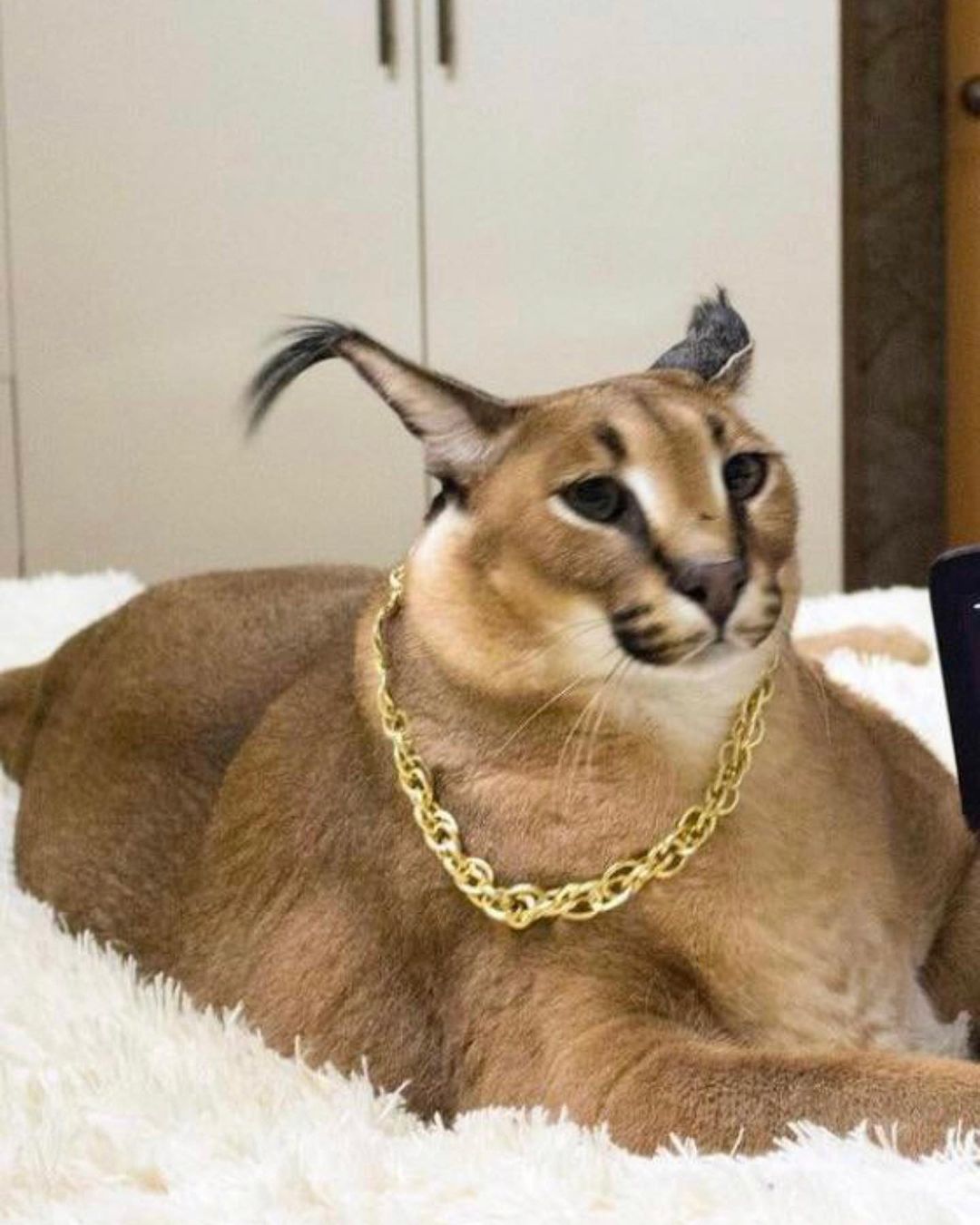 Rich Big Floppa bigfloppa