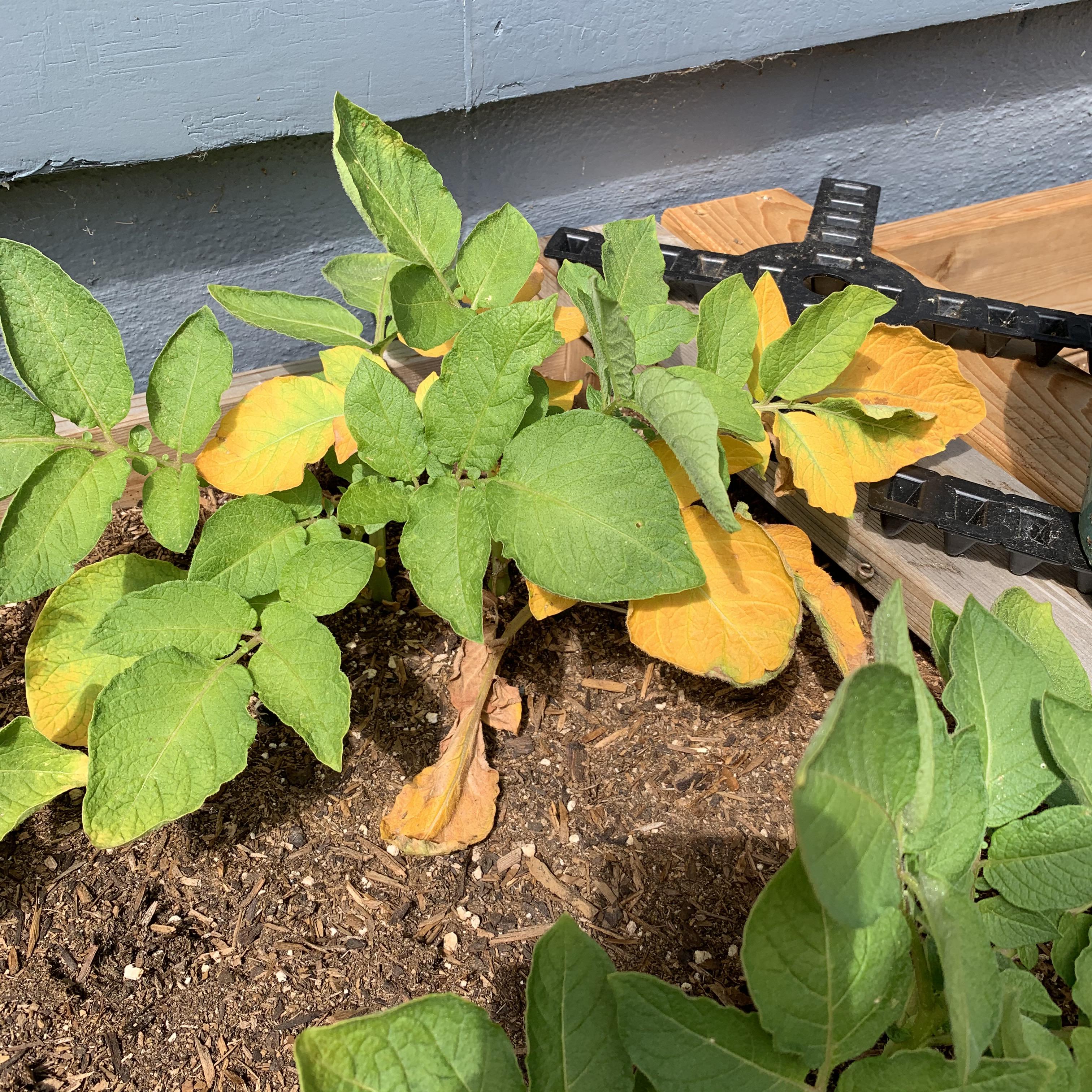 Is this verticillium wilt on my potatoes? r/gardening
