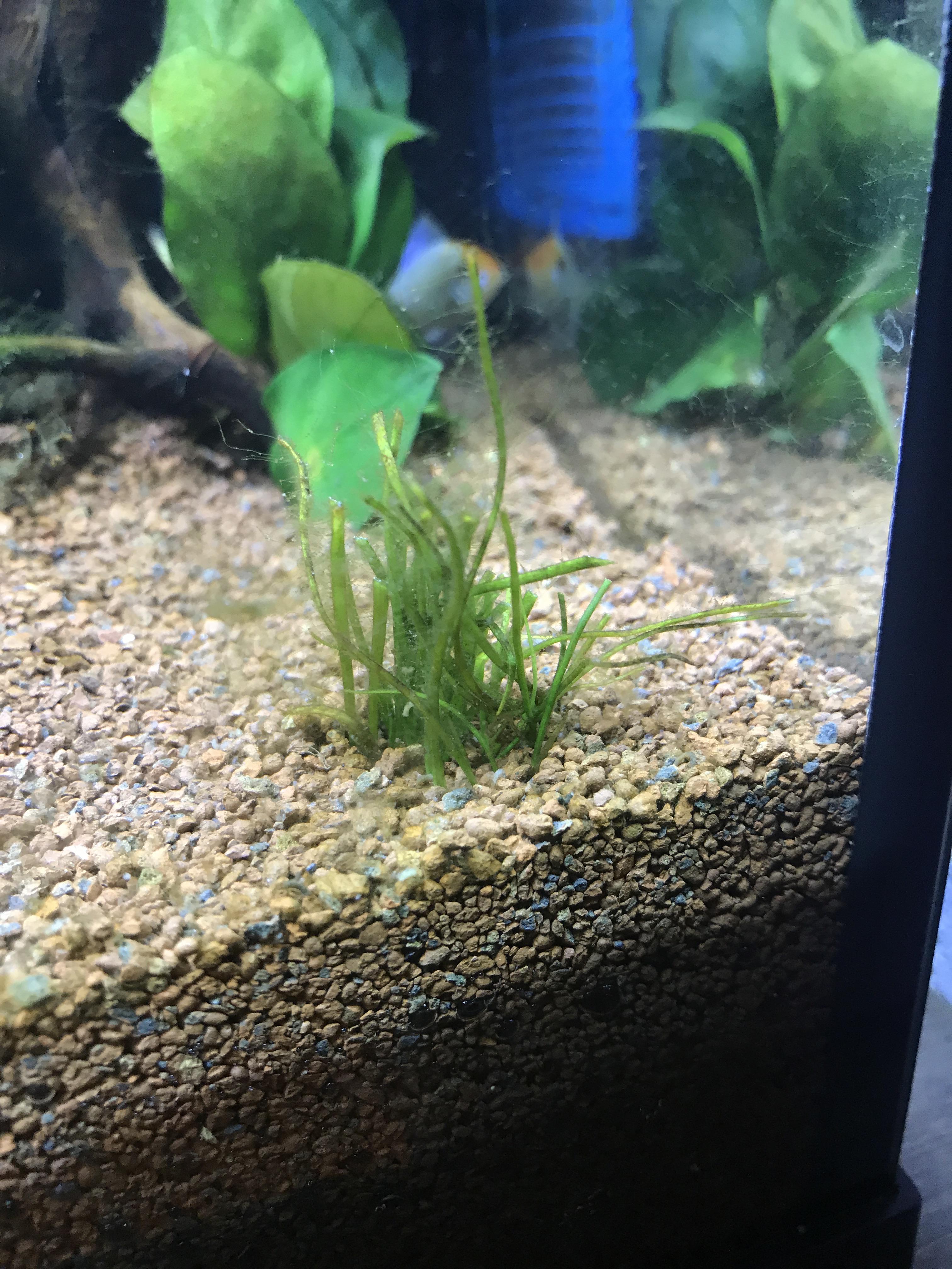 What is this algea? And any ideas why this plant keeps dying. r/Aquariums